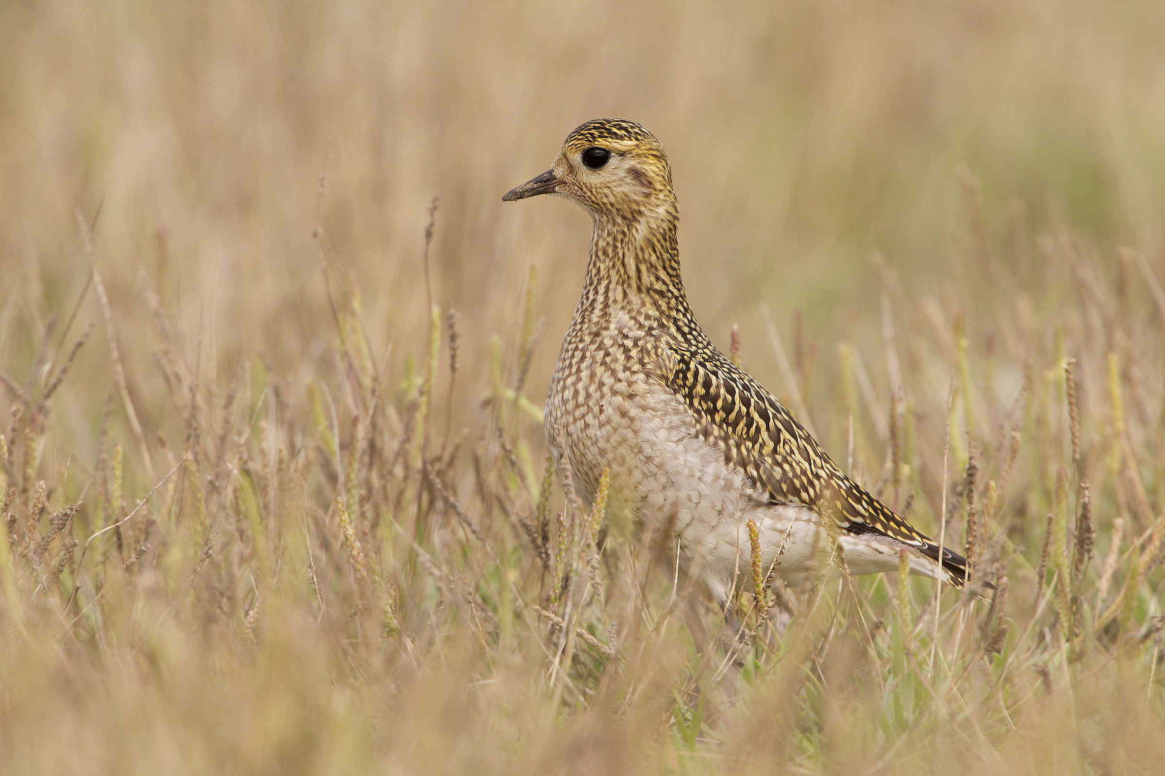 golden plover