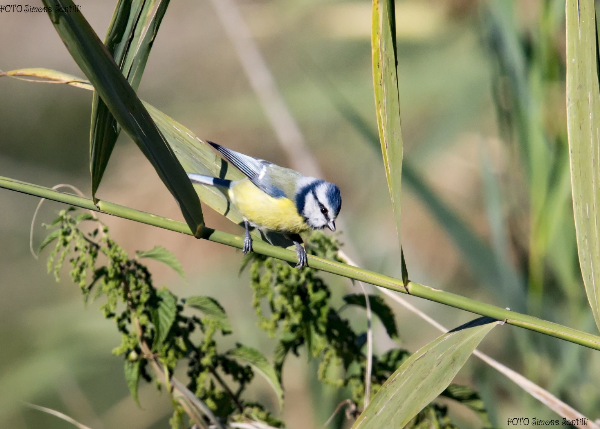 Un inchino: " una foto grazie ! "