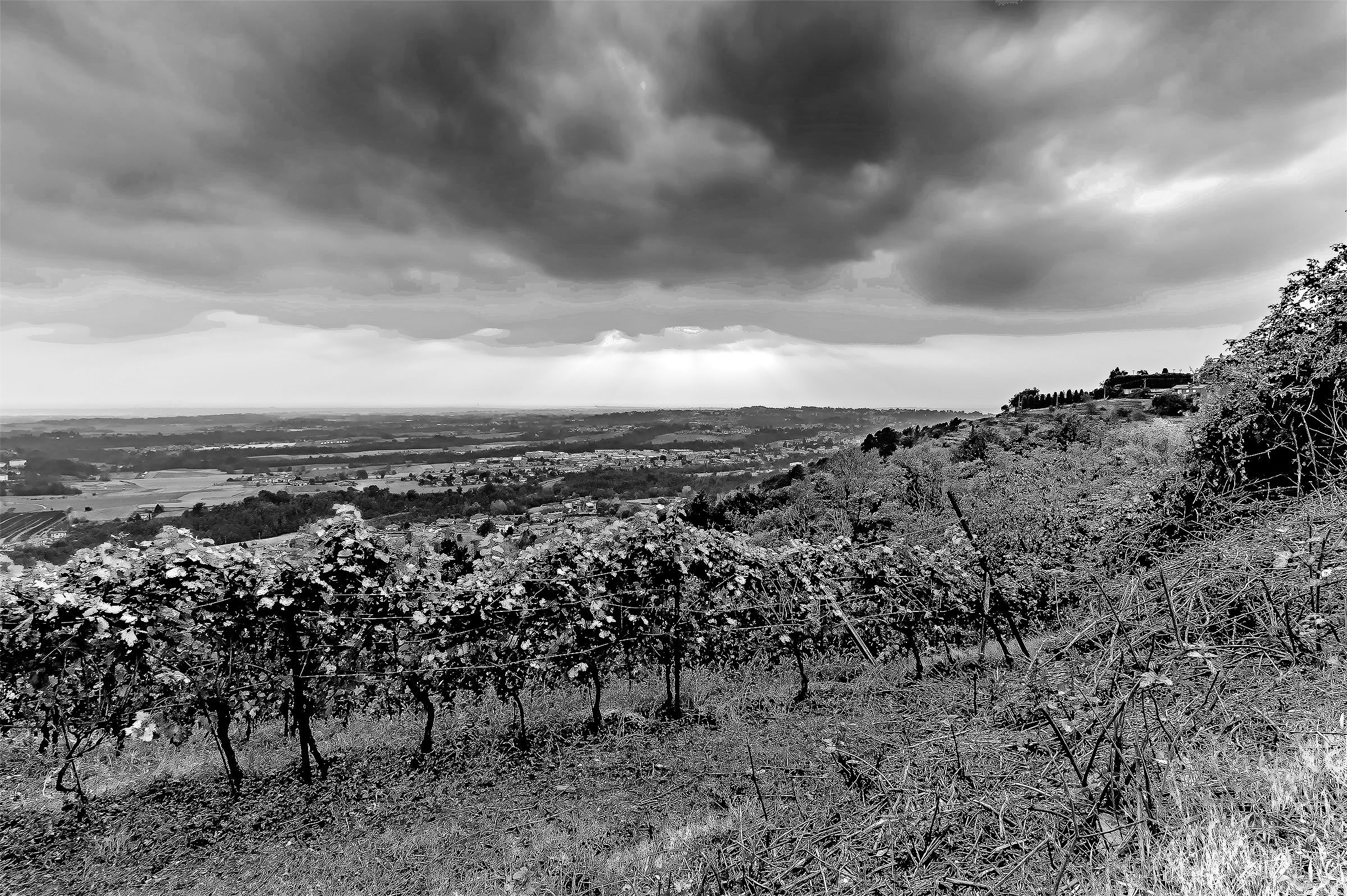 Raggi di sole sulle vigne di Montevecchia BN