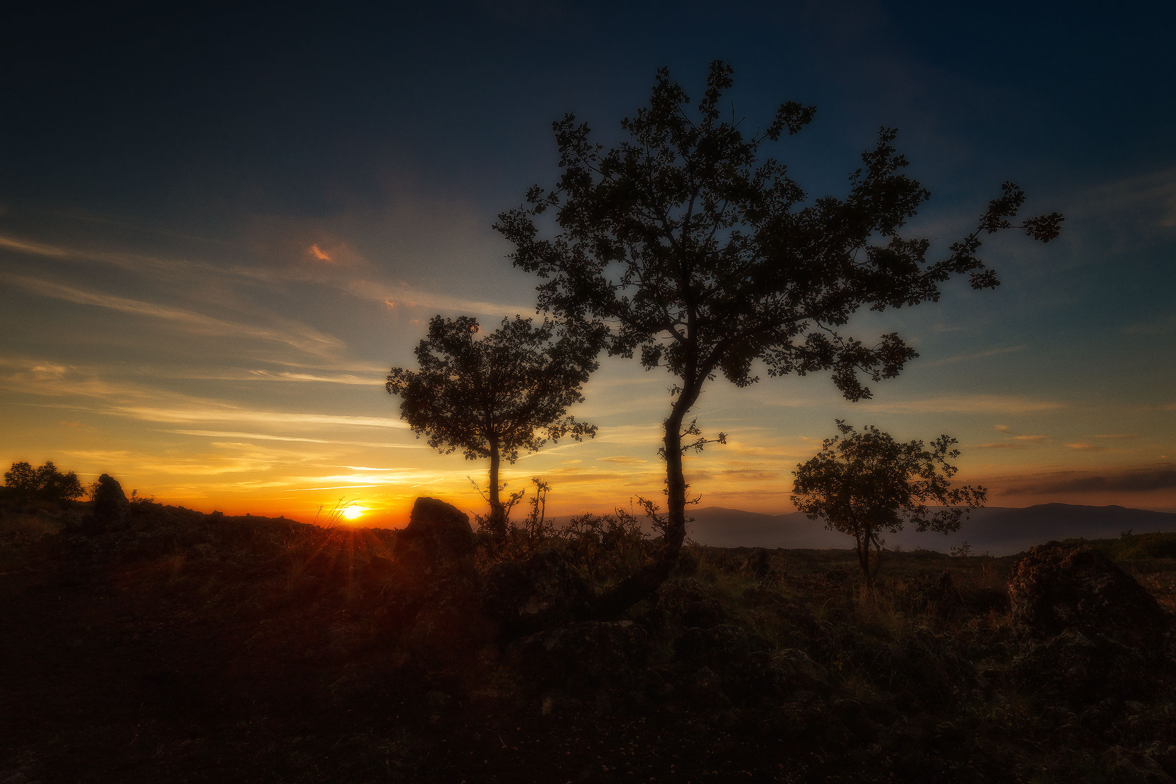 Three trees and a sunset