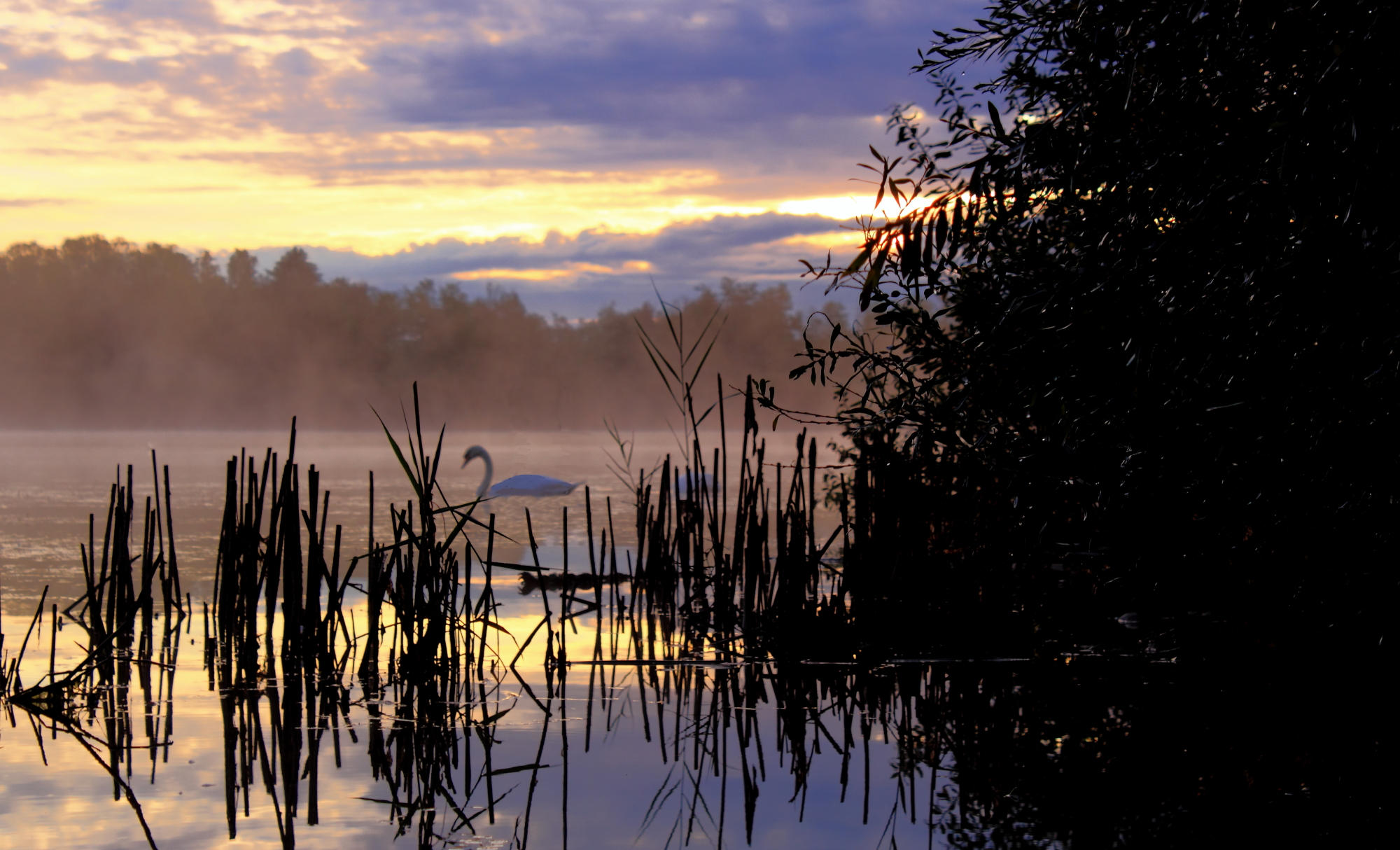 Swan at dawn