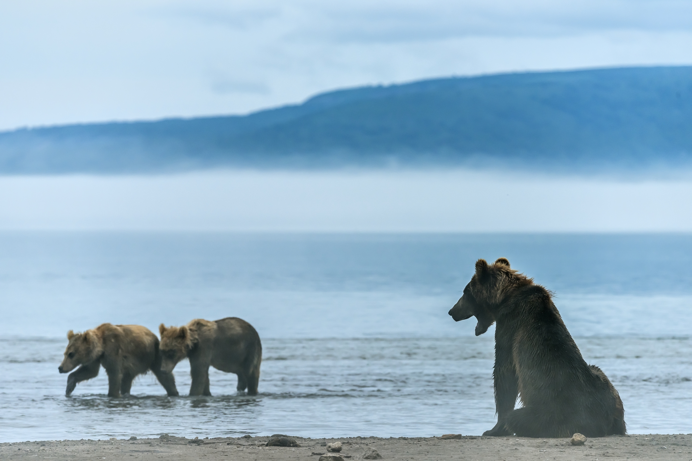 Kamchatka 2016 - Al mattino con un pò di nebbia