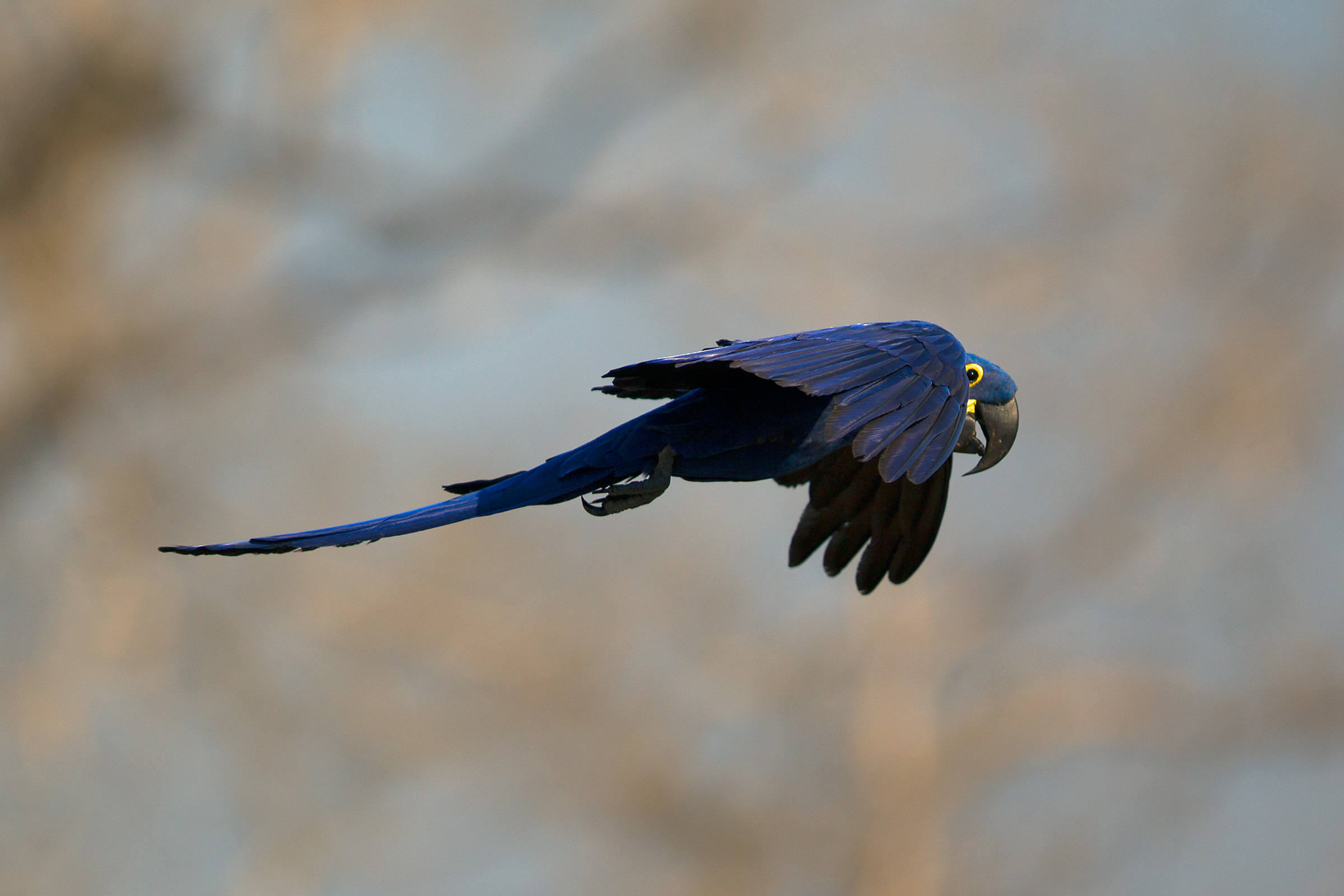 Ara Giacinto in volo