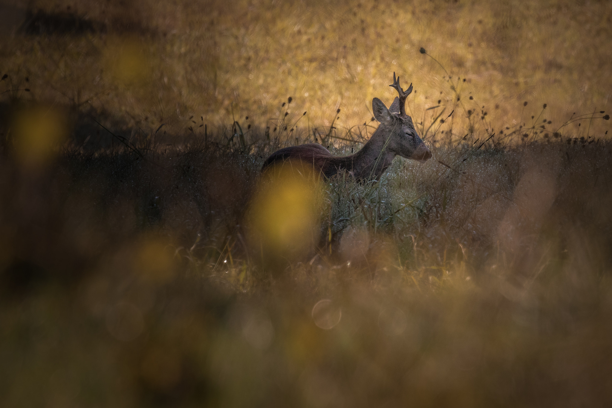 In the warmth of the morning