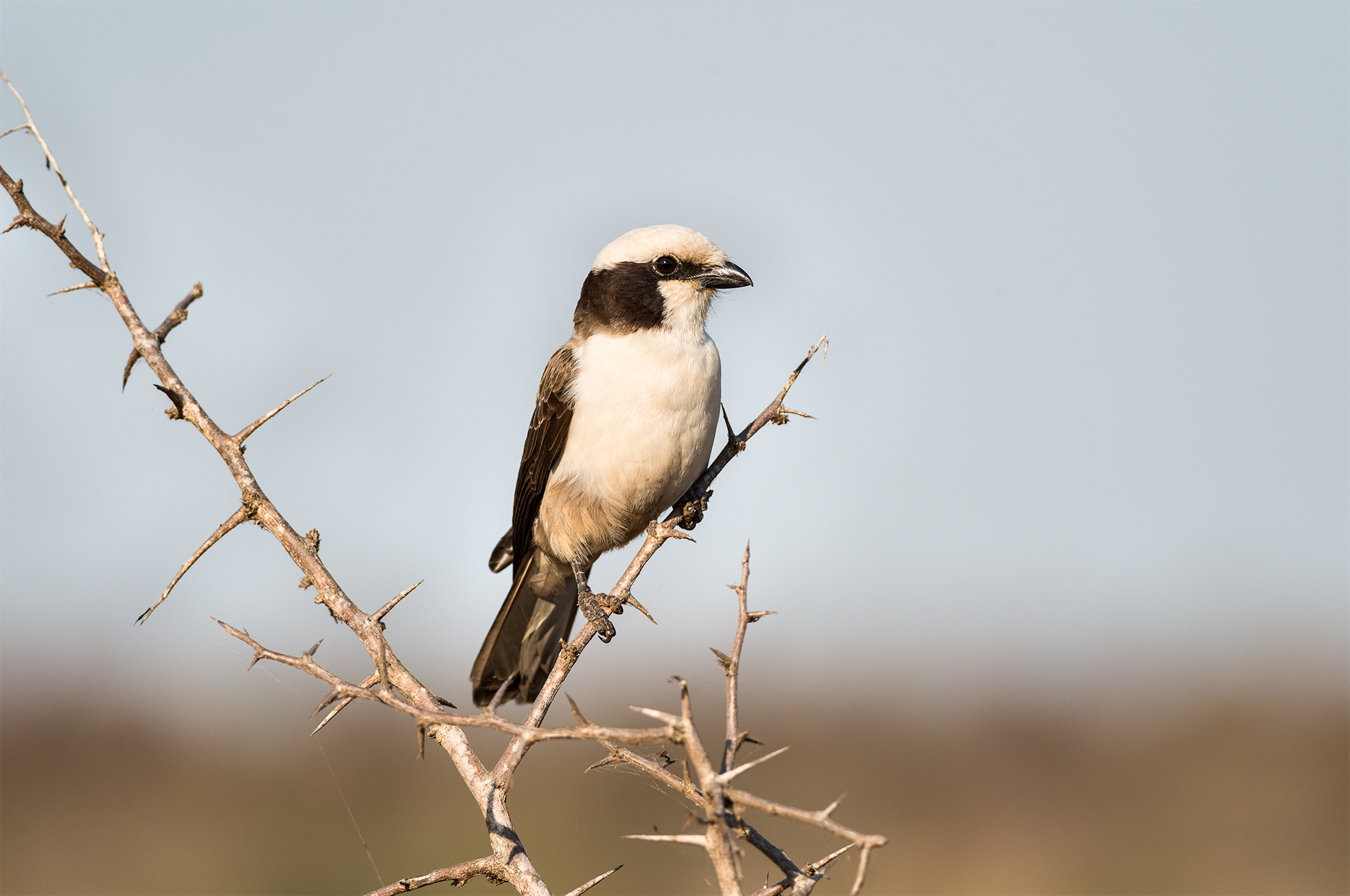 Southern White Crowned Shrike