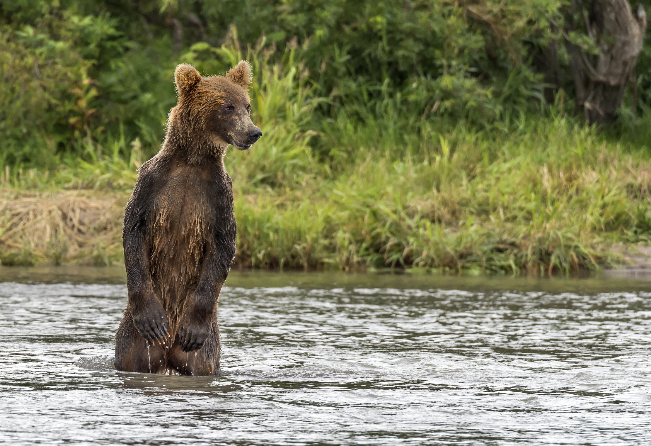 Kamchatka 2016 - Avvistando