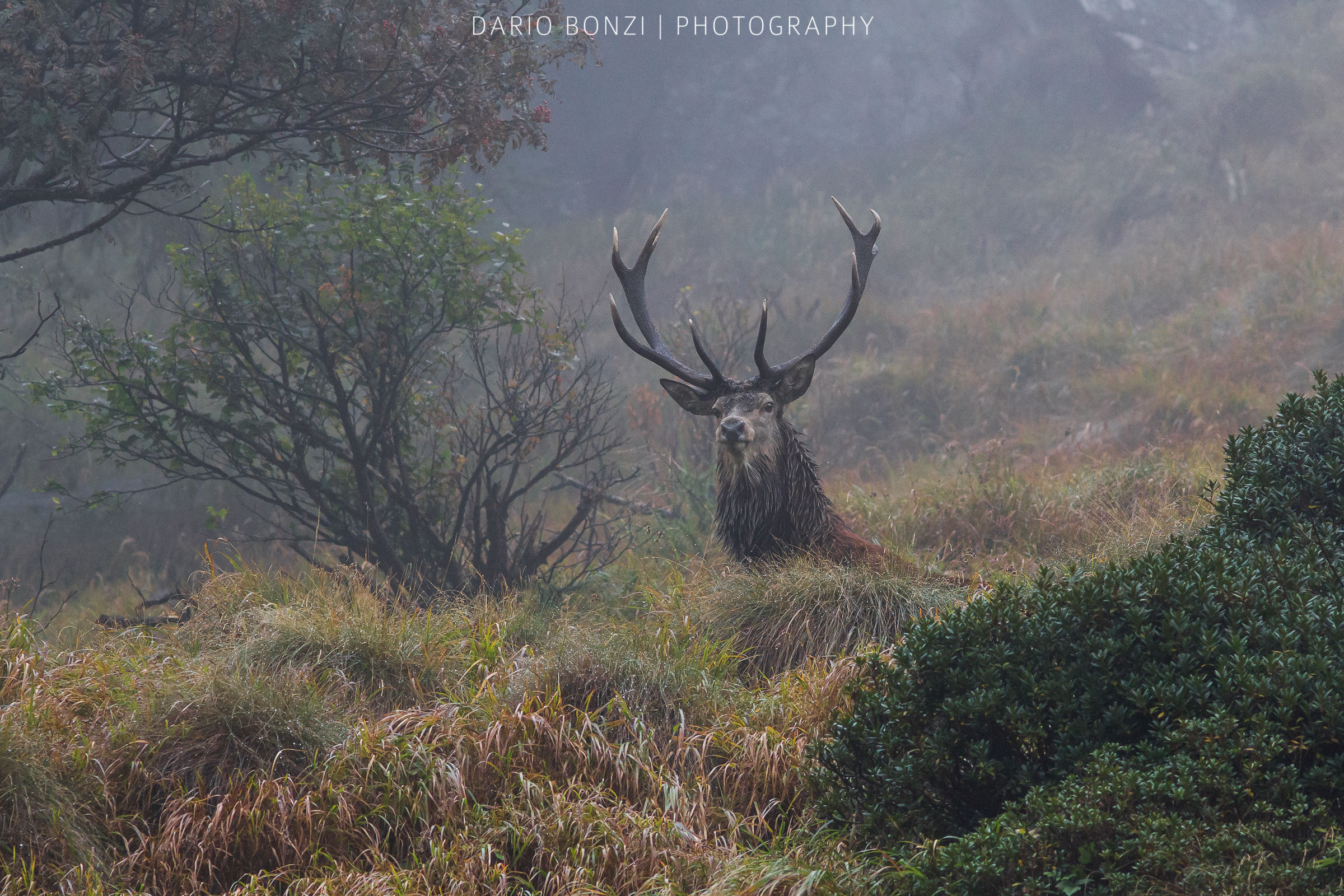 Bramiti riecheggiano nelle foreste