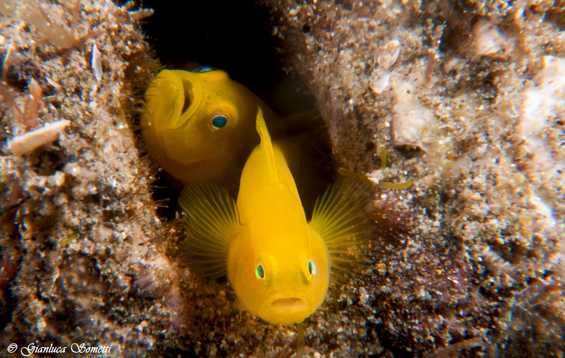 Lemon goby -Puerto jail