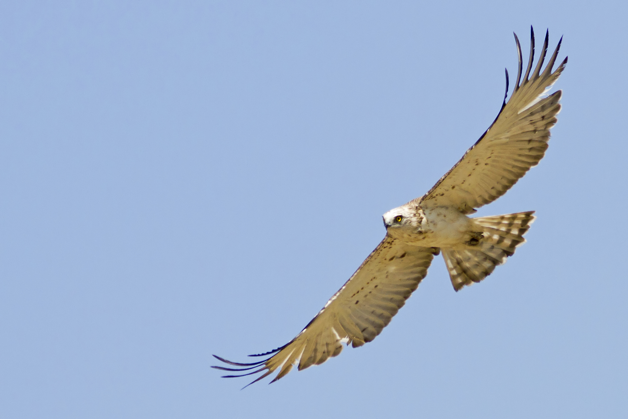 Circaetus gallicus (Snake Short-Toed Eagle)
