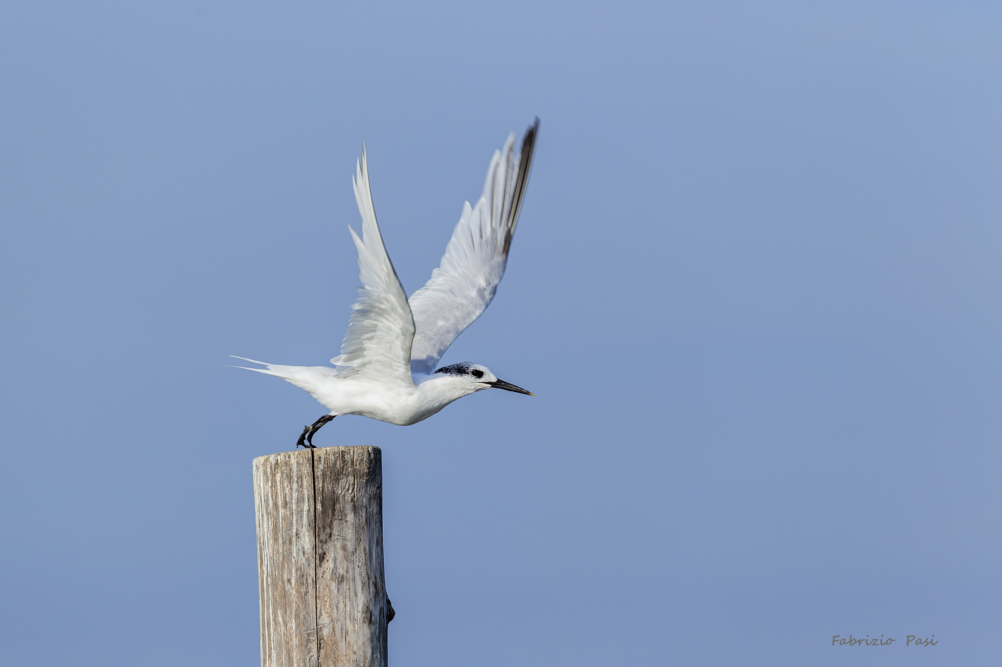 sandwich tern tern
