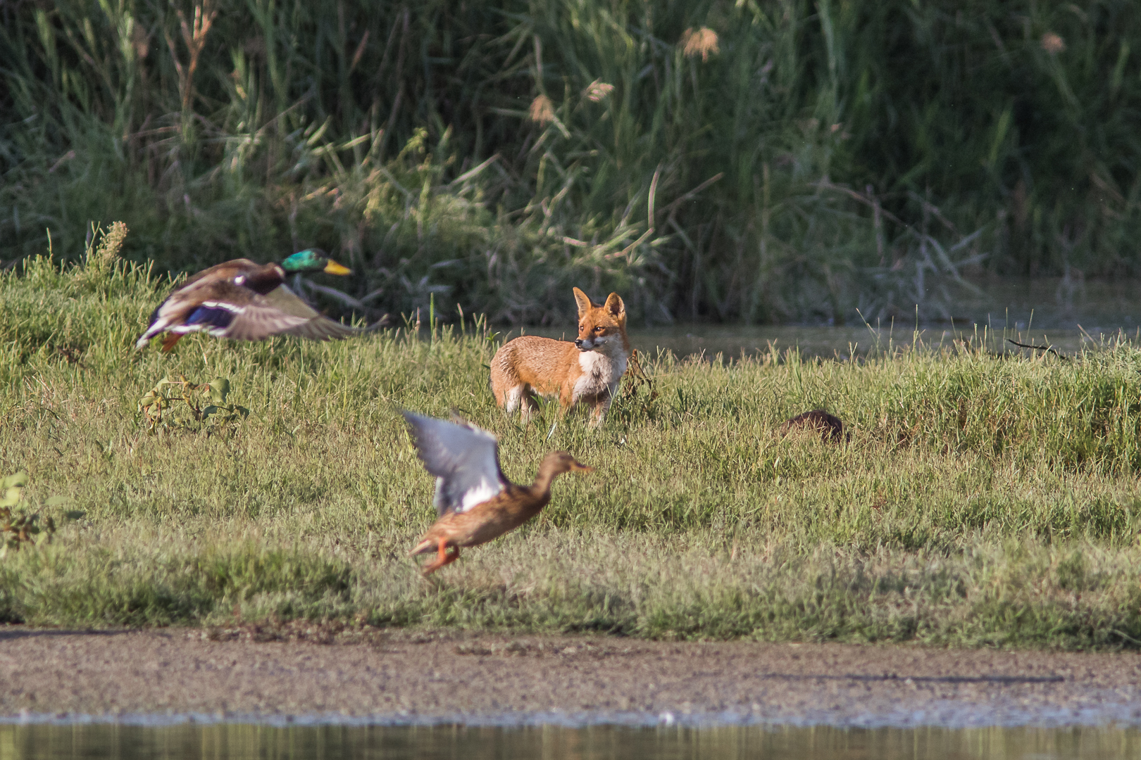 Smart but not too much