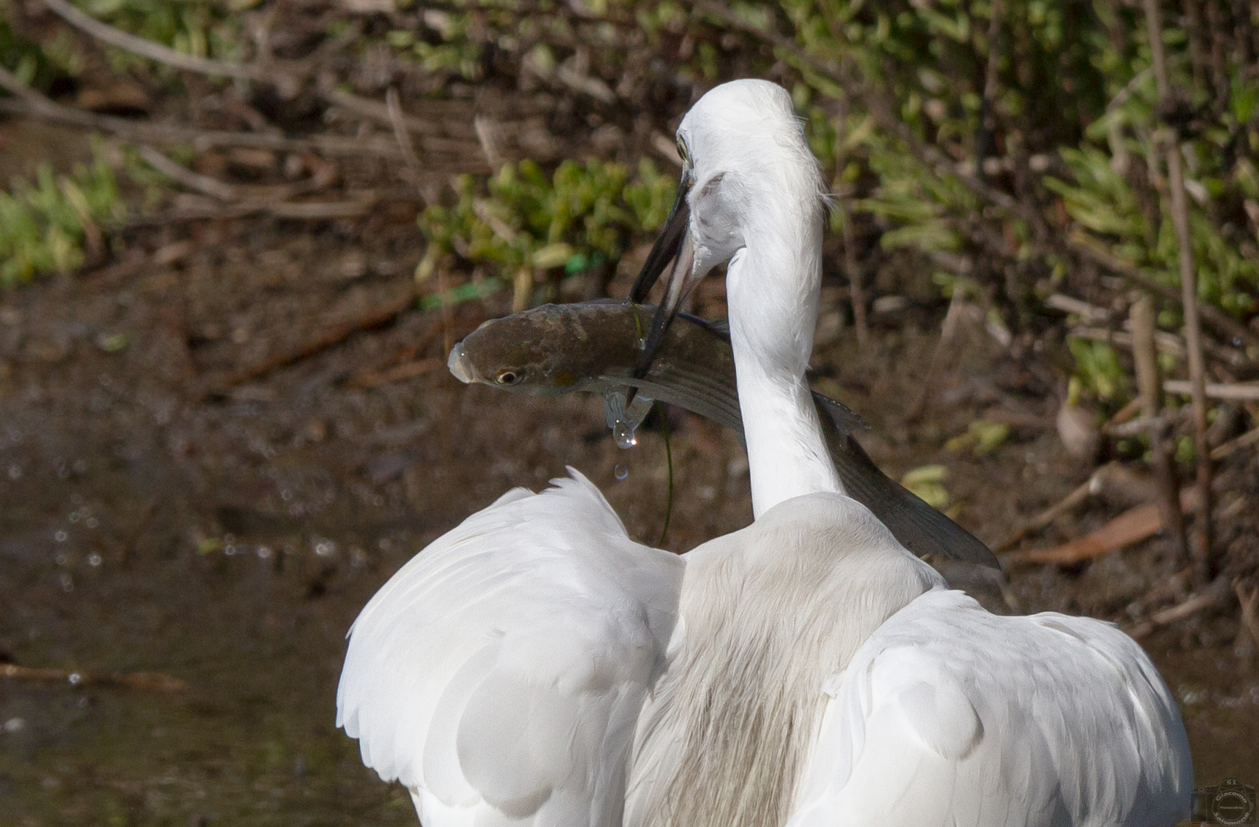 Egret and mullet too big to eat