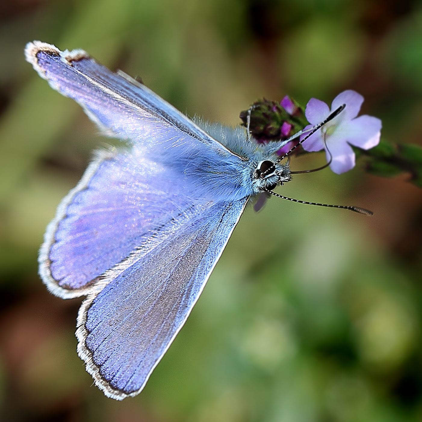 Meravigliosa creatura