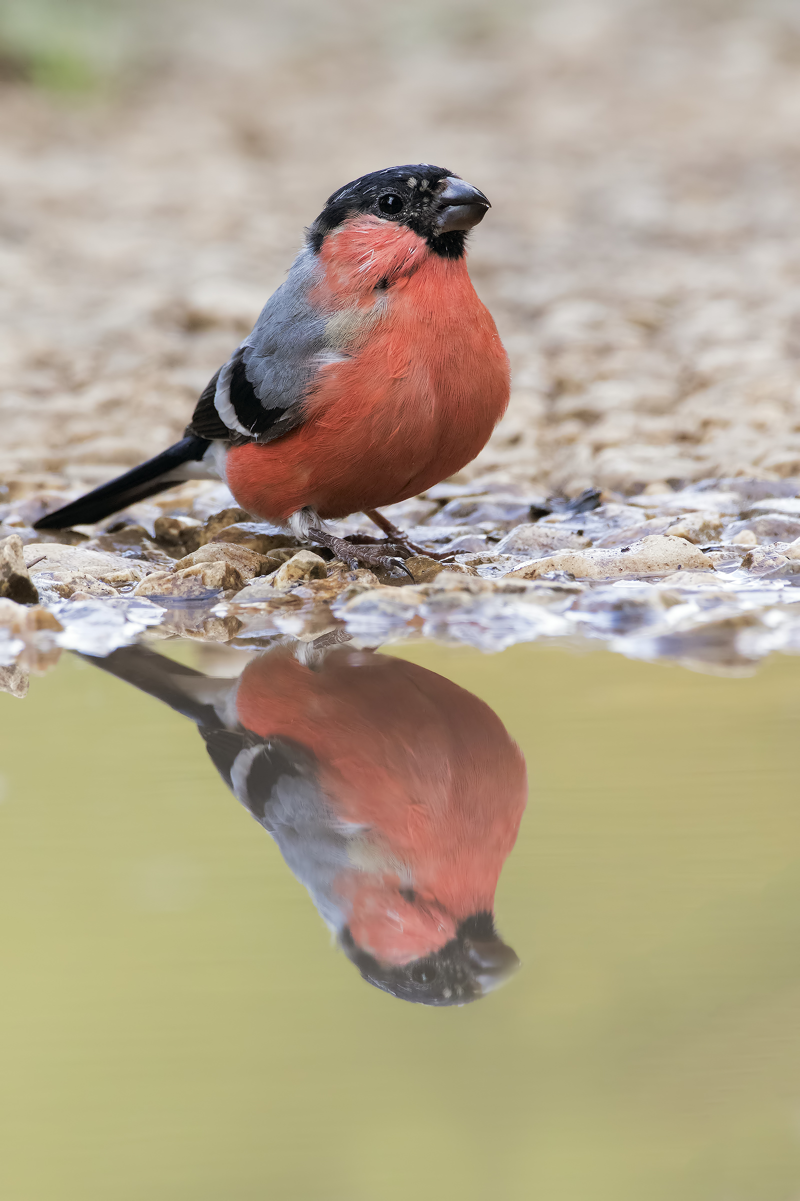 Bullfinch