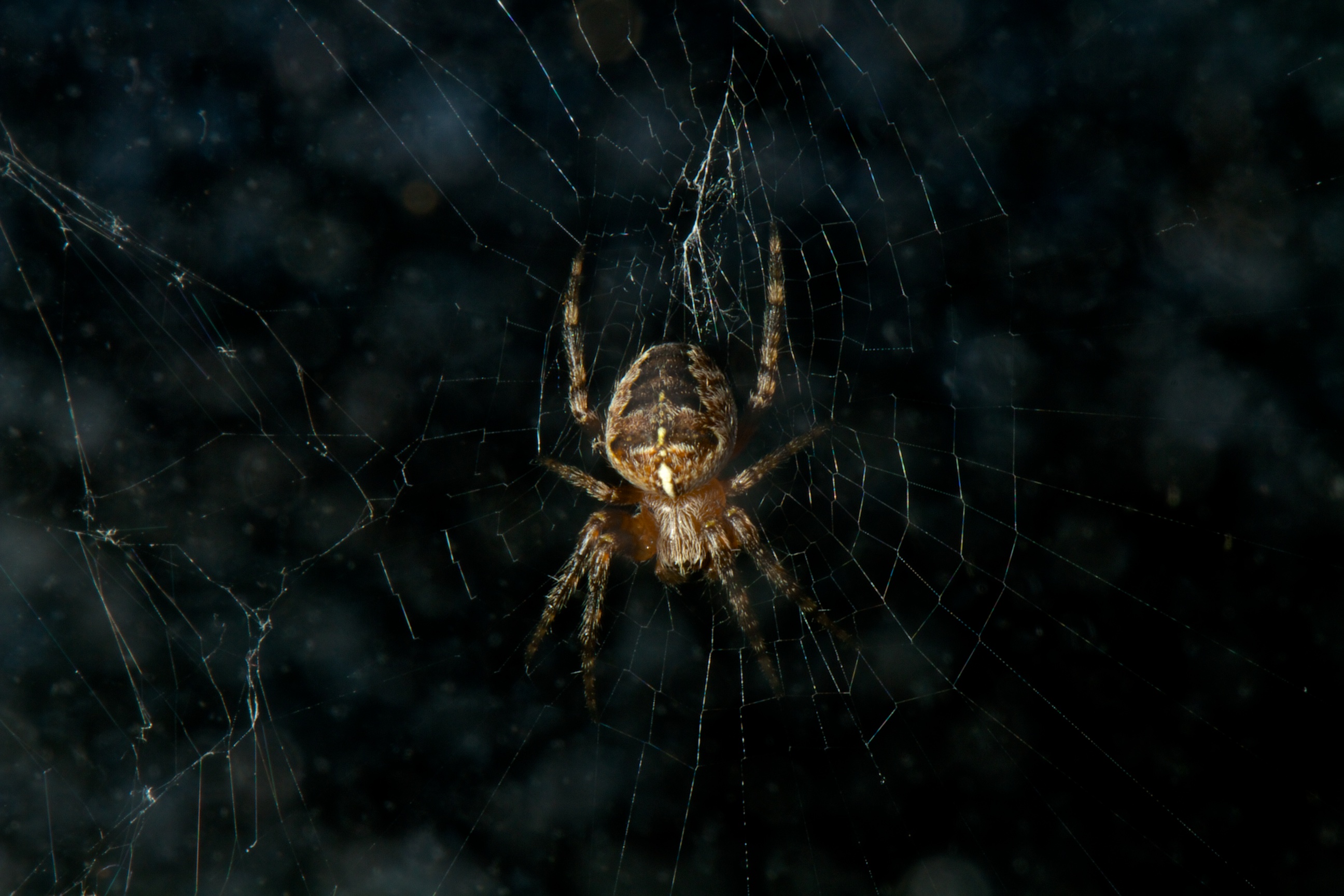Spider