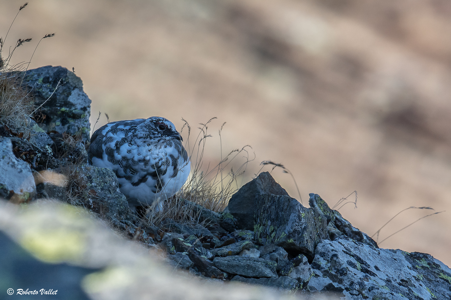 Hidden in the shadows ...