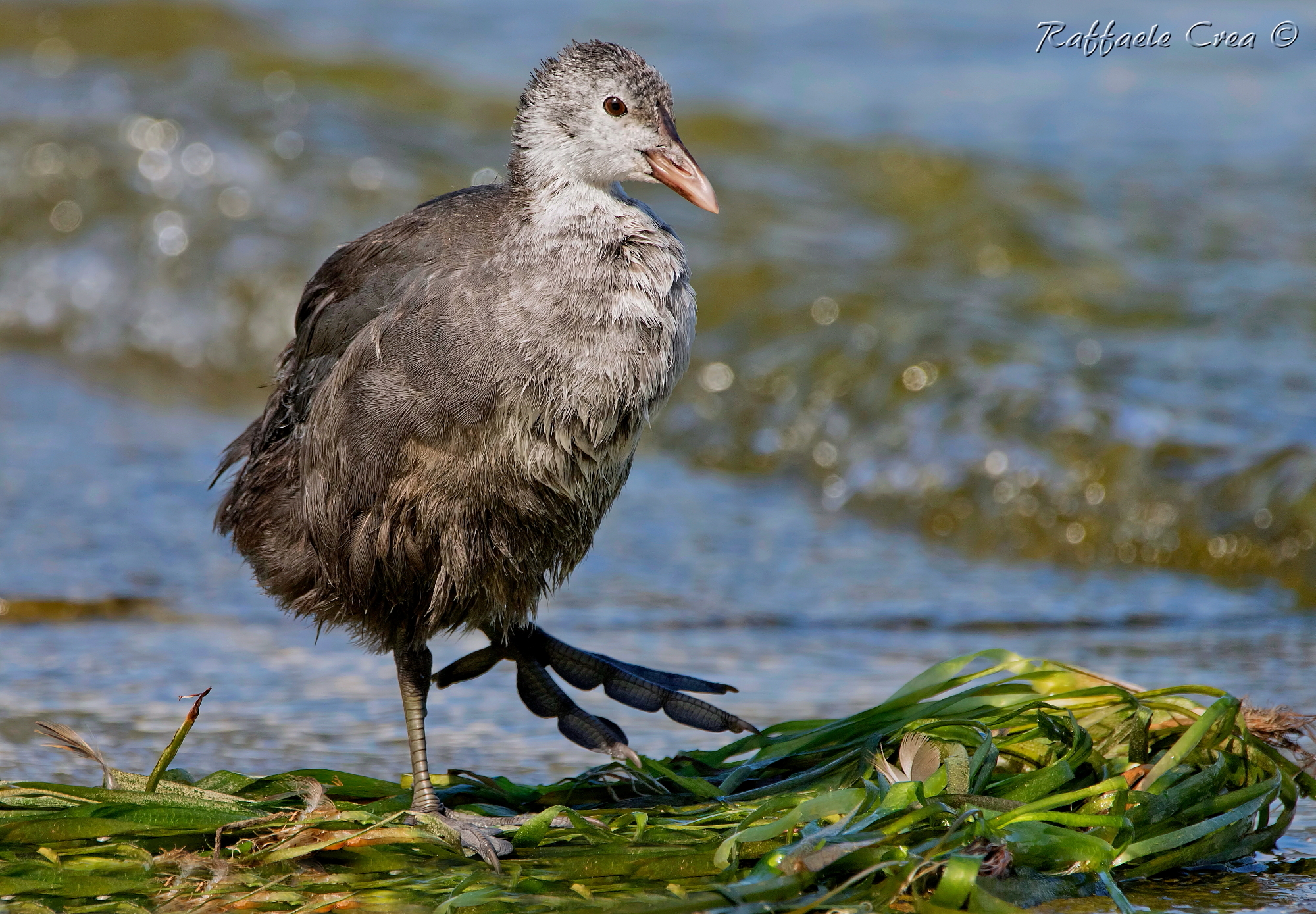 Young coot