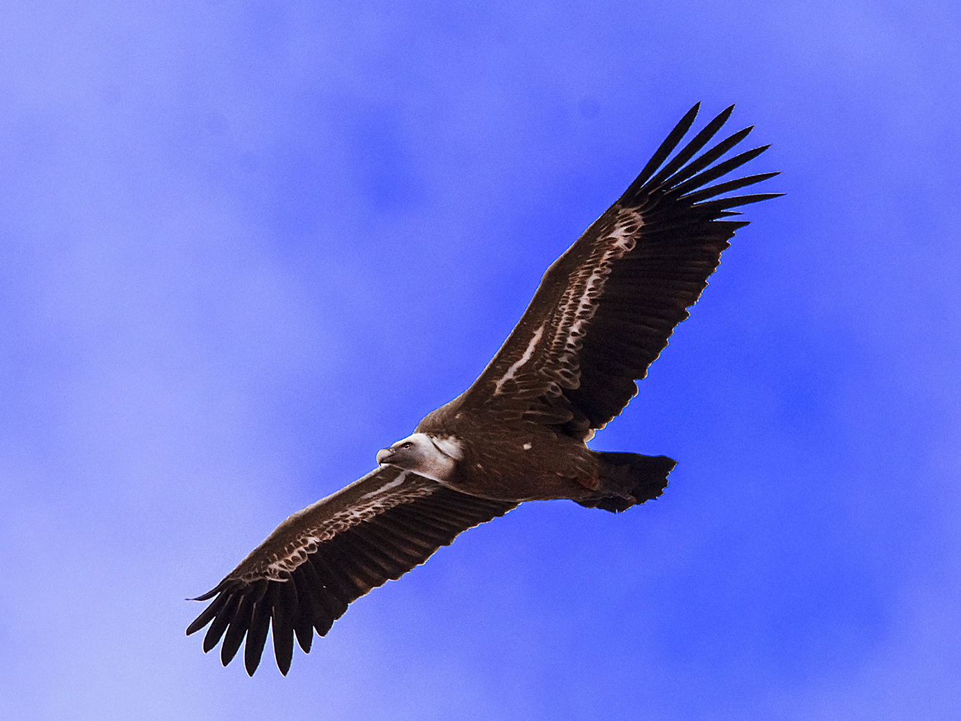 Griffin on Monte Velino