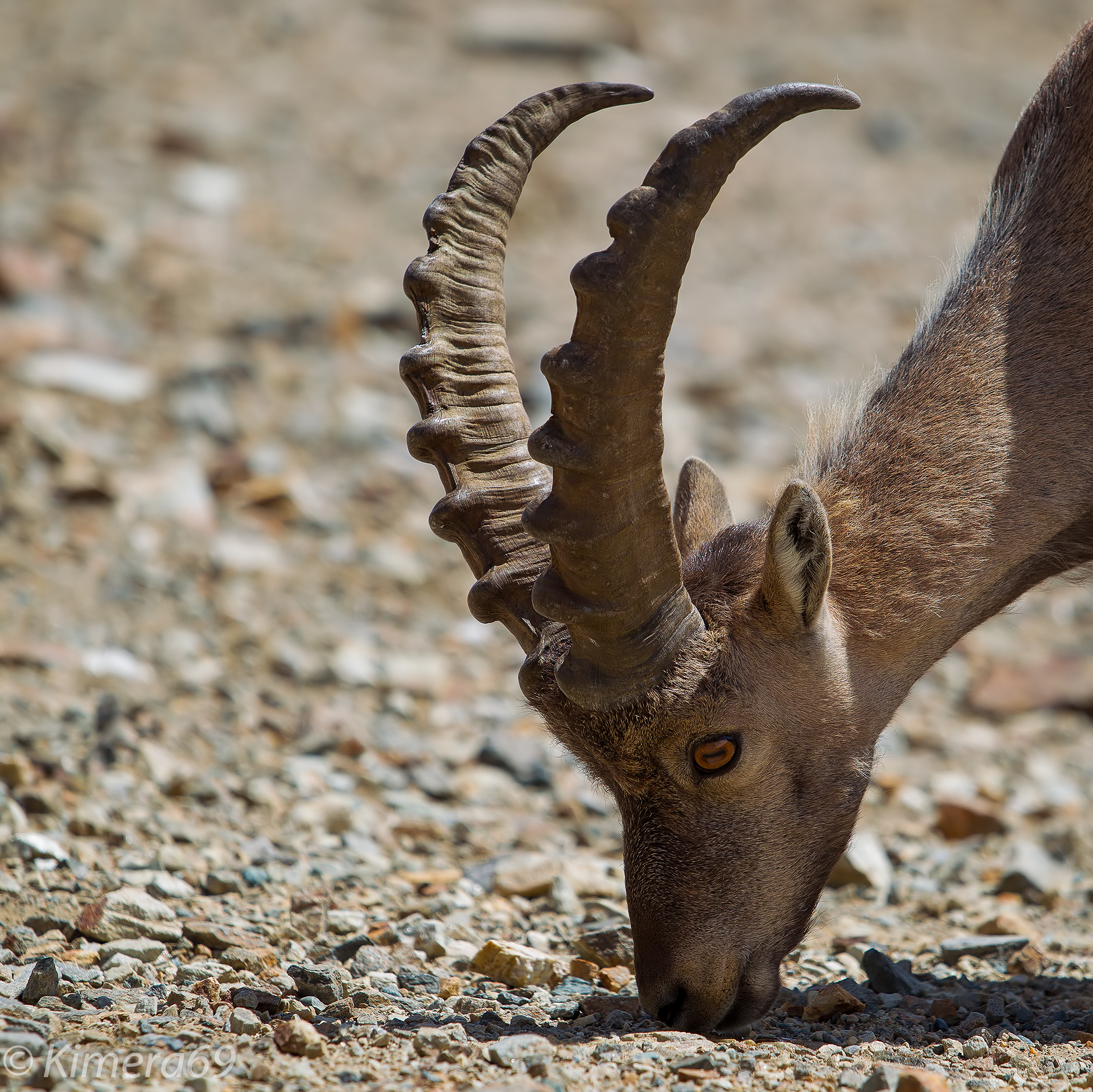 Capra ibex - Stambecco alpino -