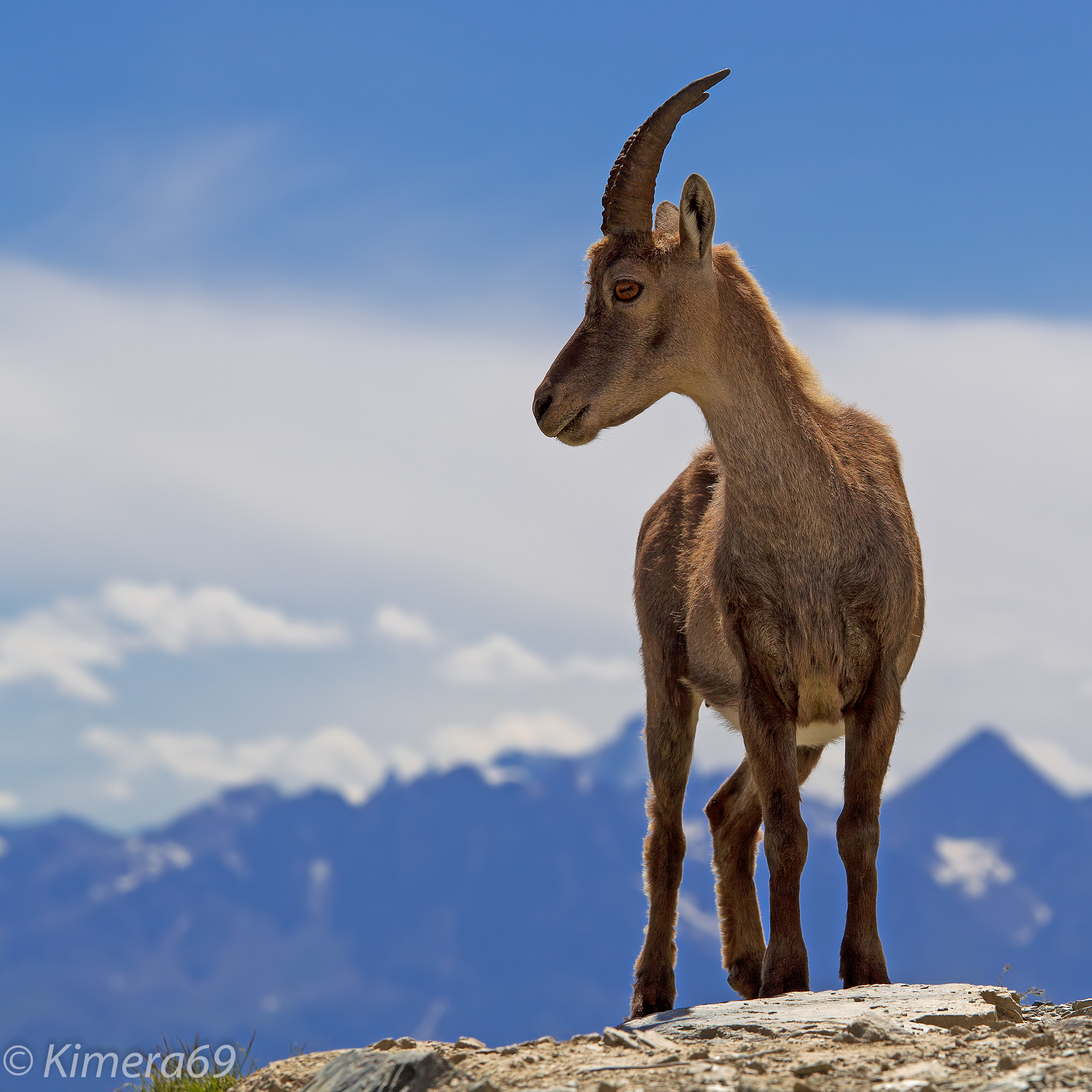 Capra ibex - Stambecco alpino -