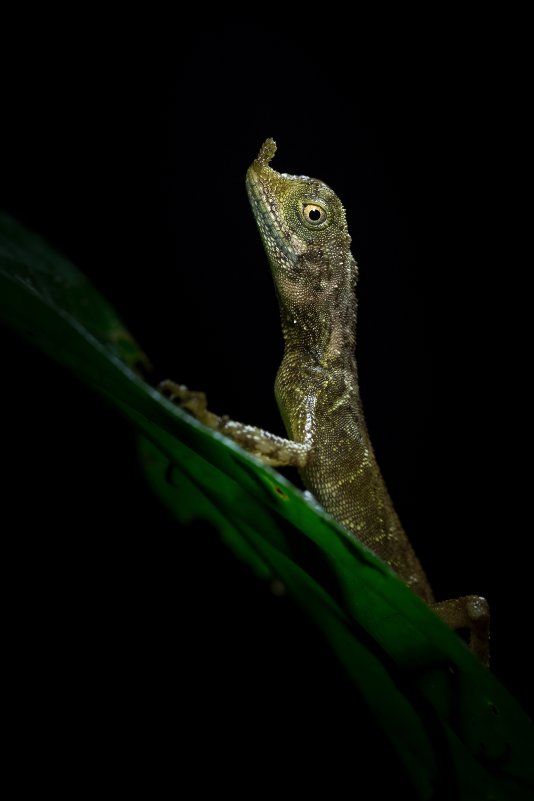 Ornate Earless Agama