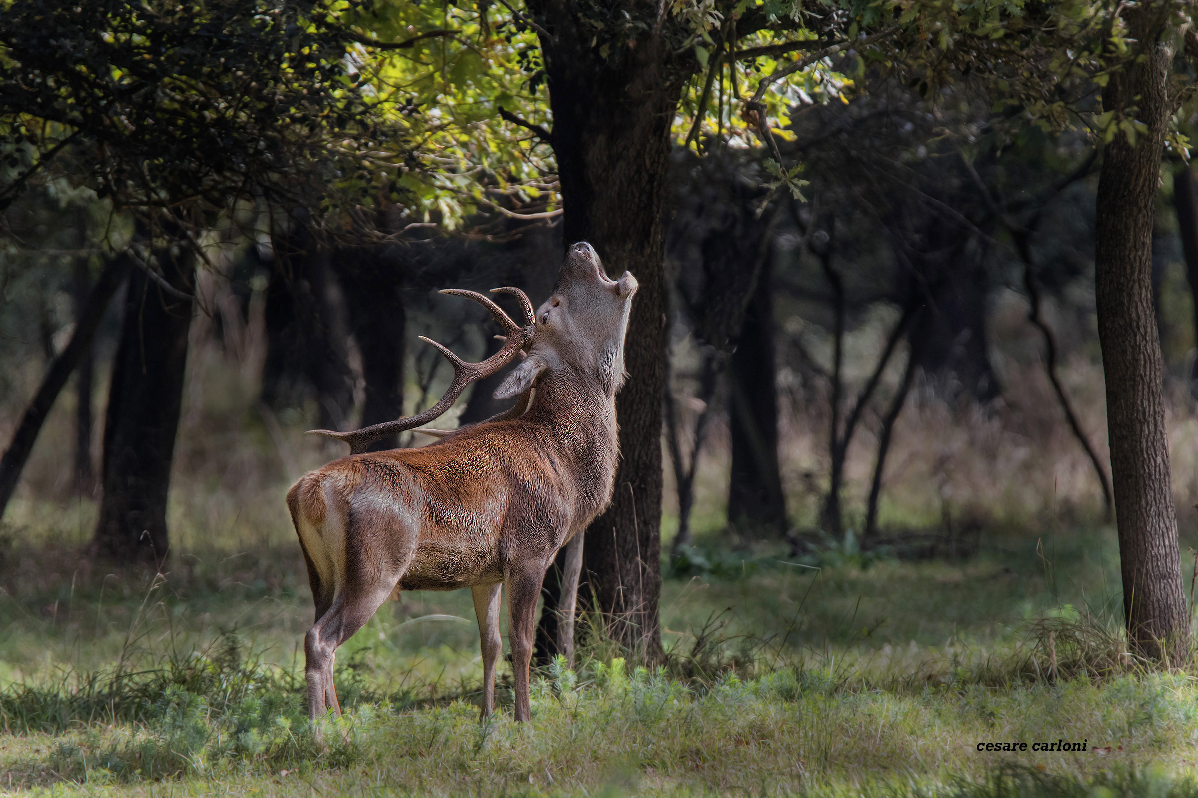 cervo (cervus elaphus)