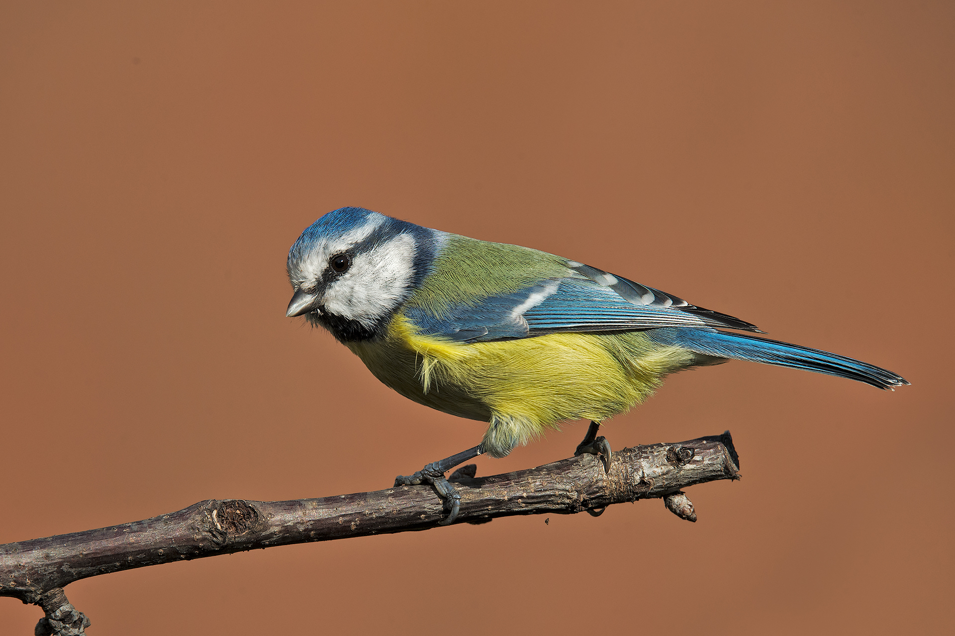 La prima nel nuovo capanno casalingo !
