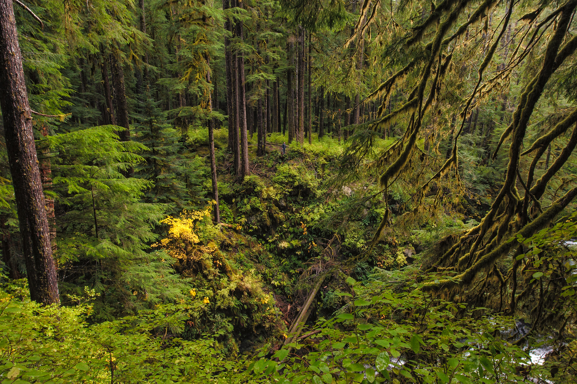 Hoh forest - Olympic Peninsula - WA