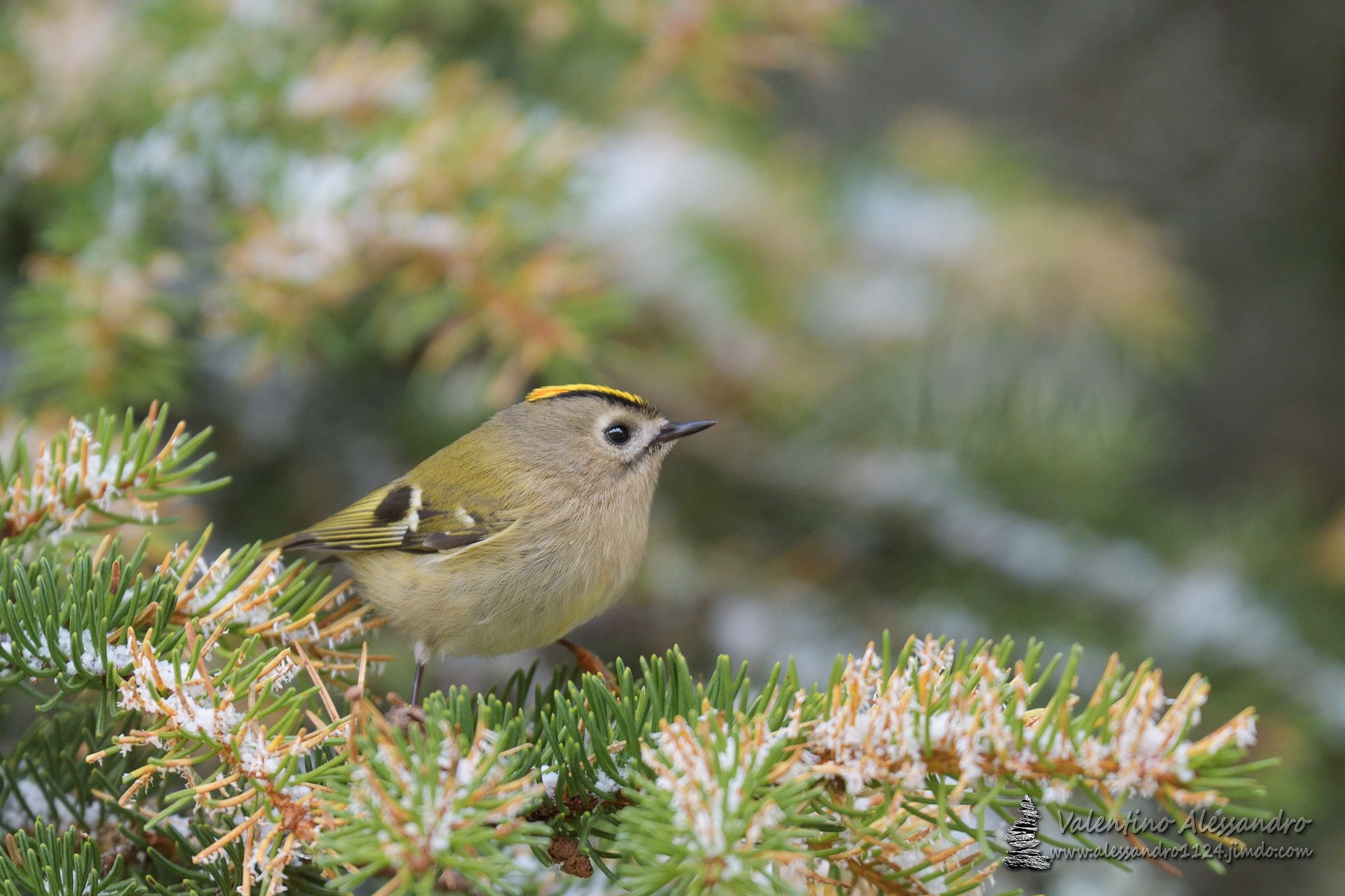 il piccoletto e la prima neve