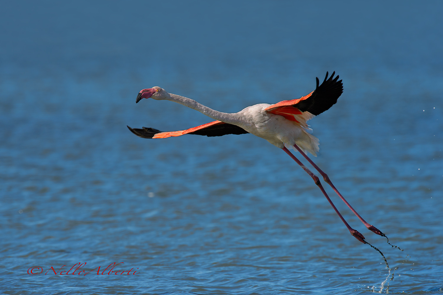 pink flamingo, the detachment