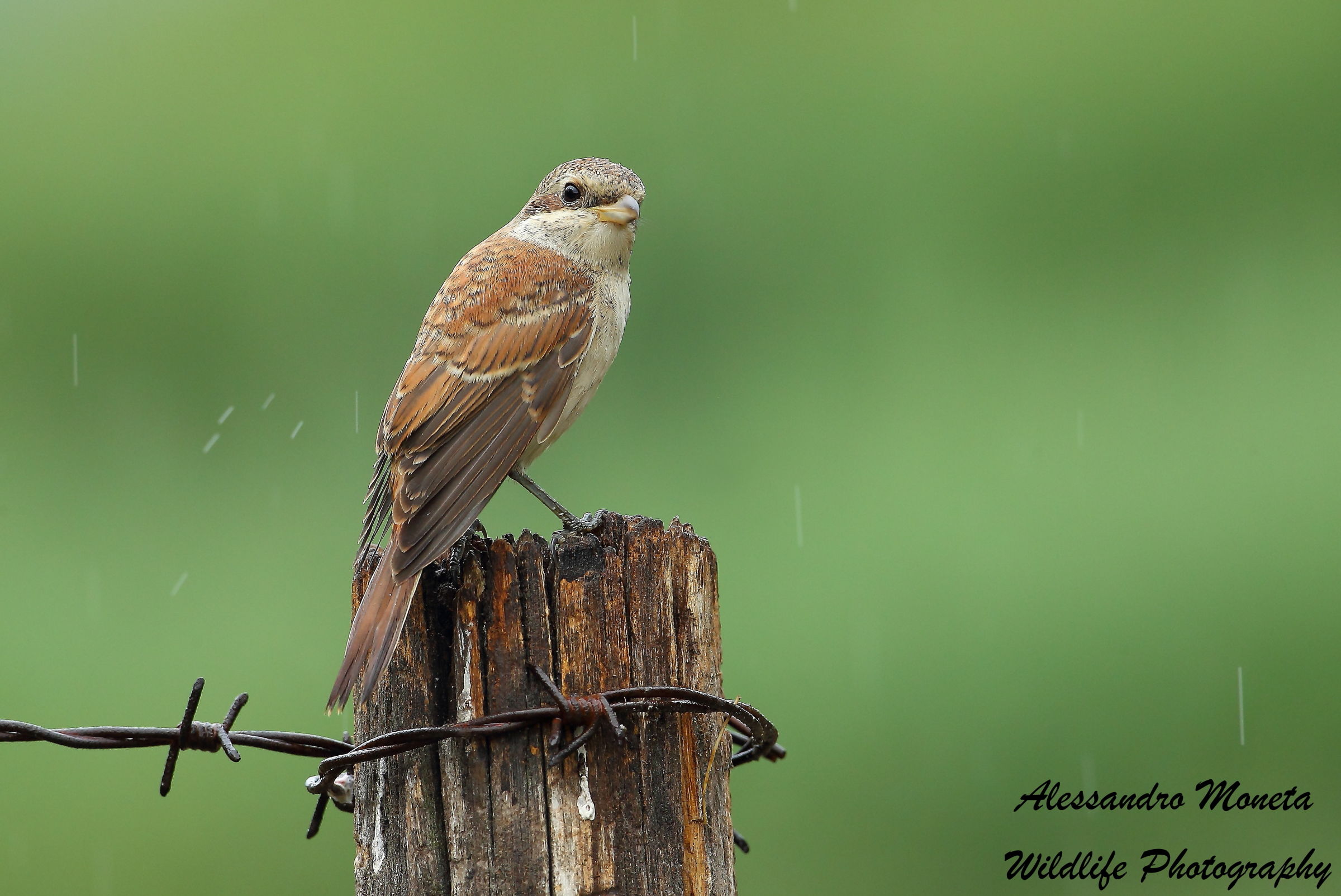 Shrike