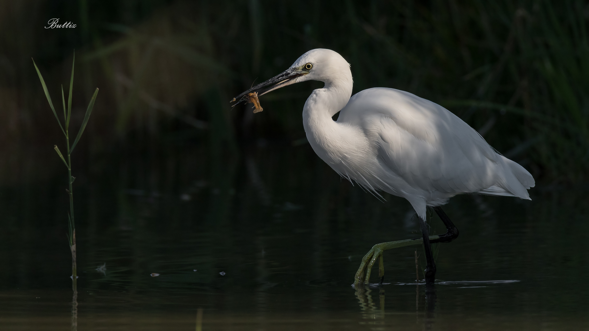 Garzetta specializzata nella pesca del gambero