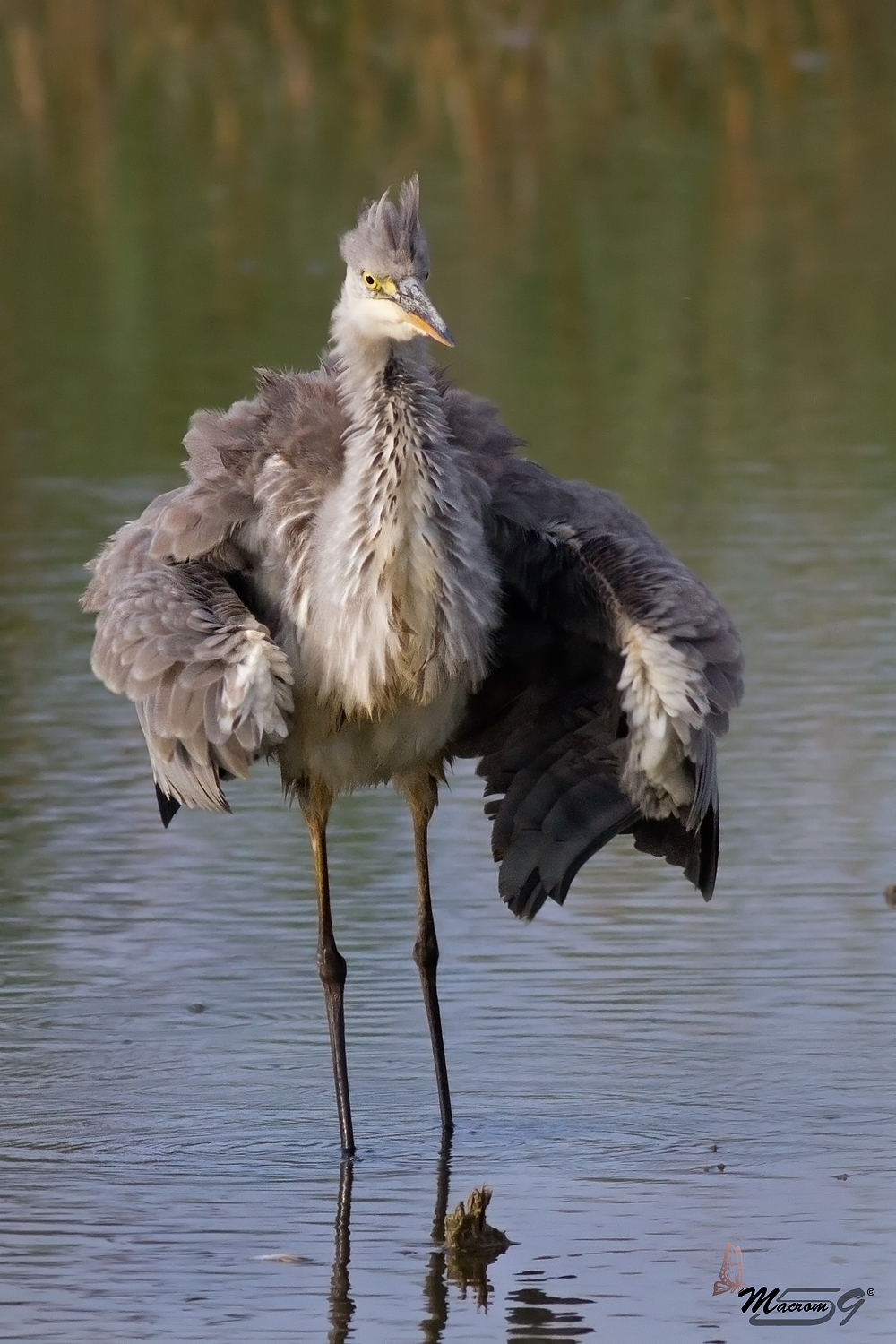 The heron is sgrulla ... funny is not it?