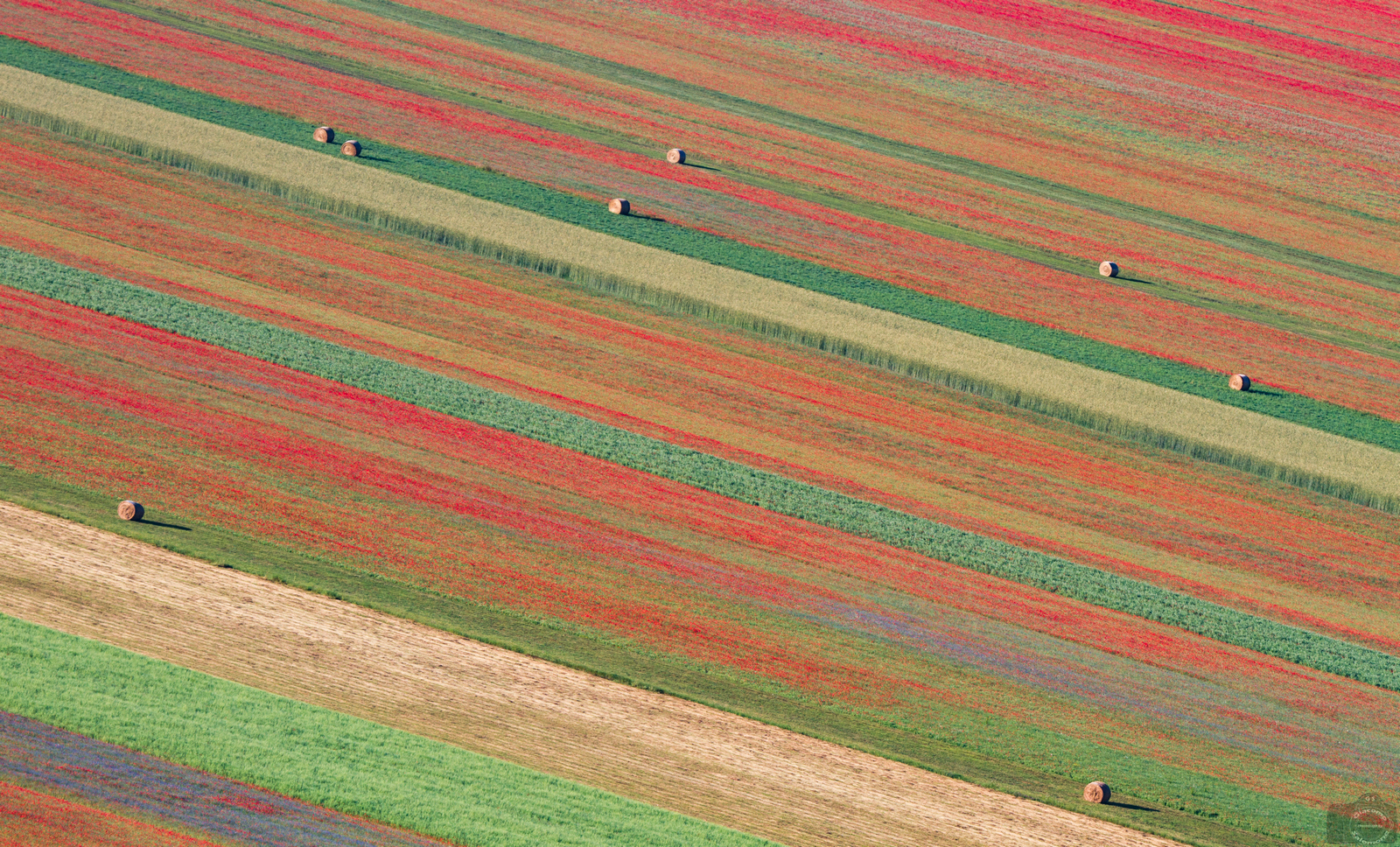 Rolling in flower-filled fields.