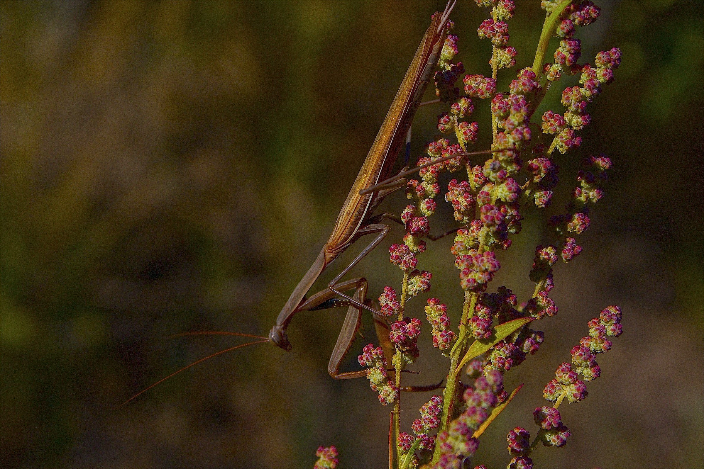 Longilineus spilungonis