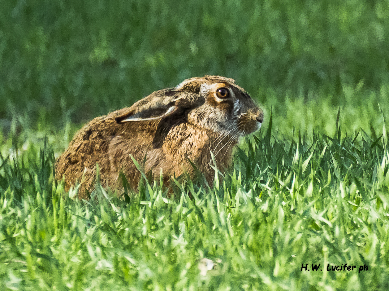 La Lepre e il sole marzaiolo