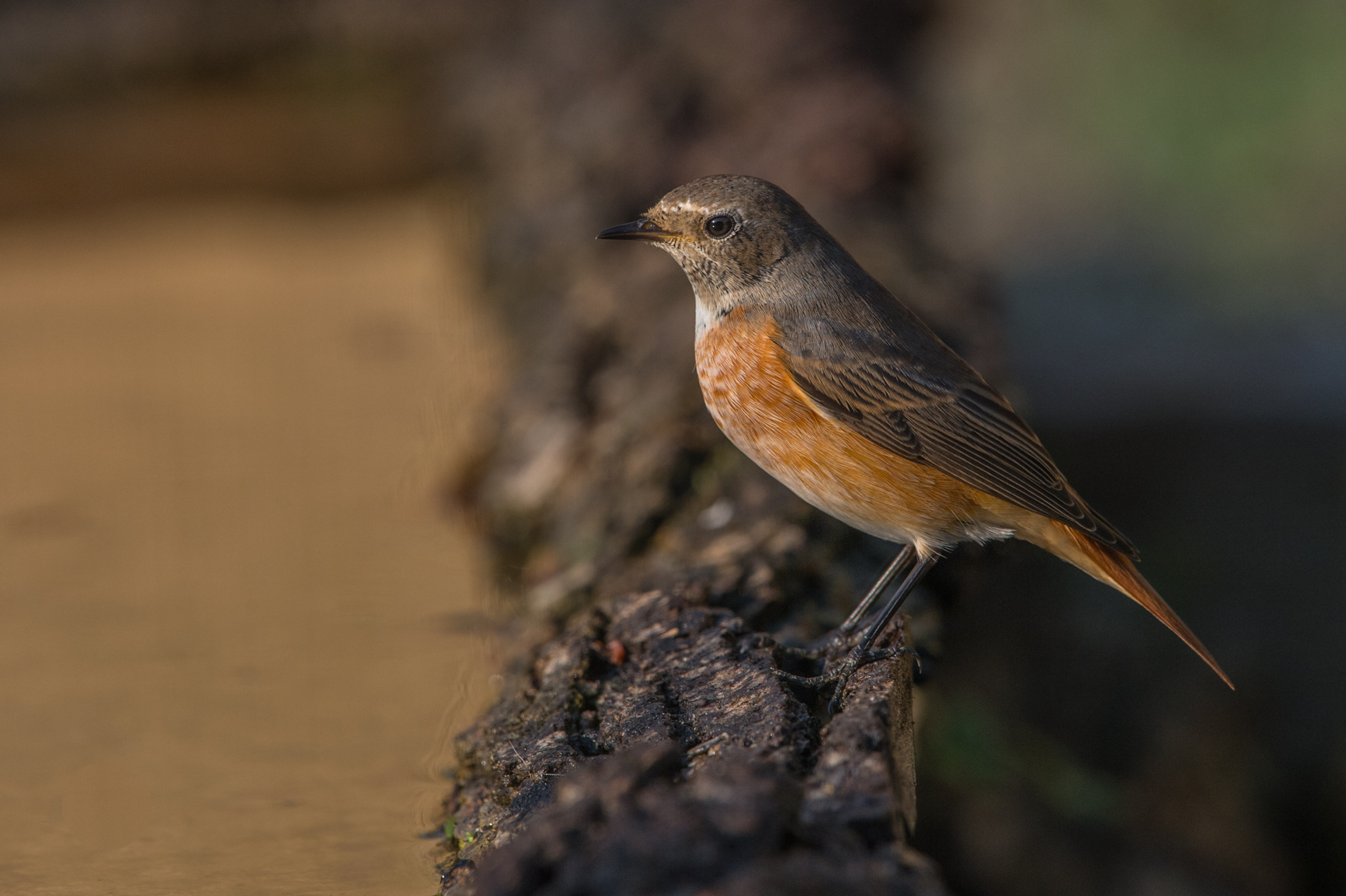 Redstart