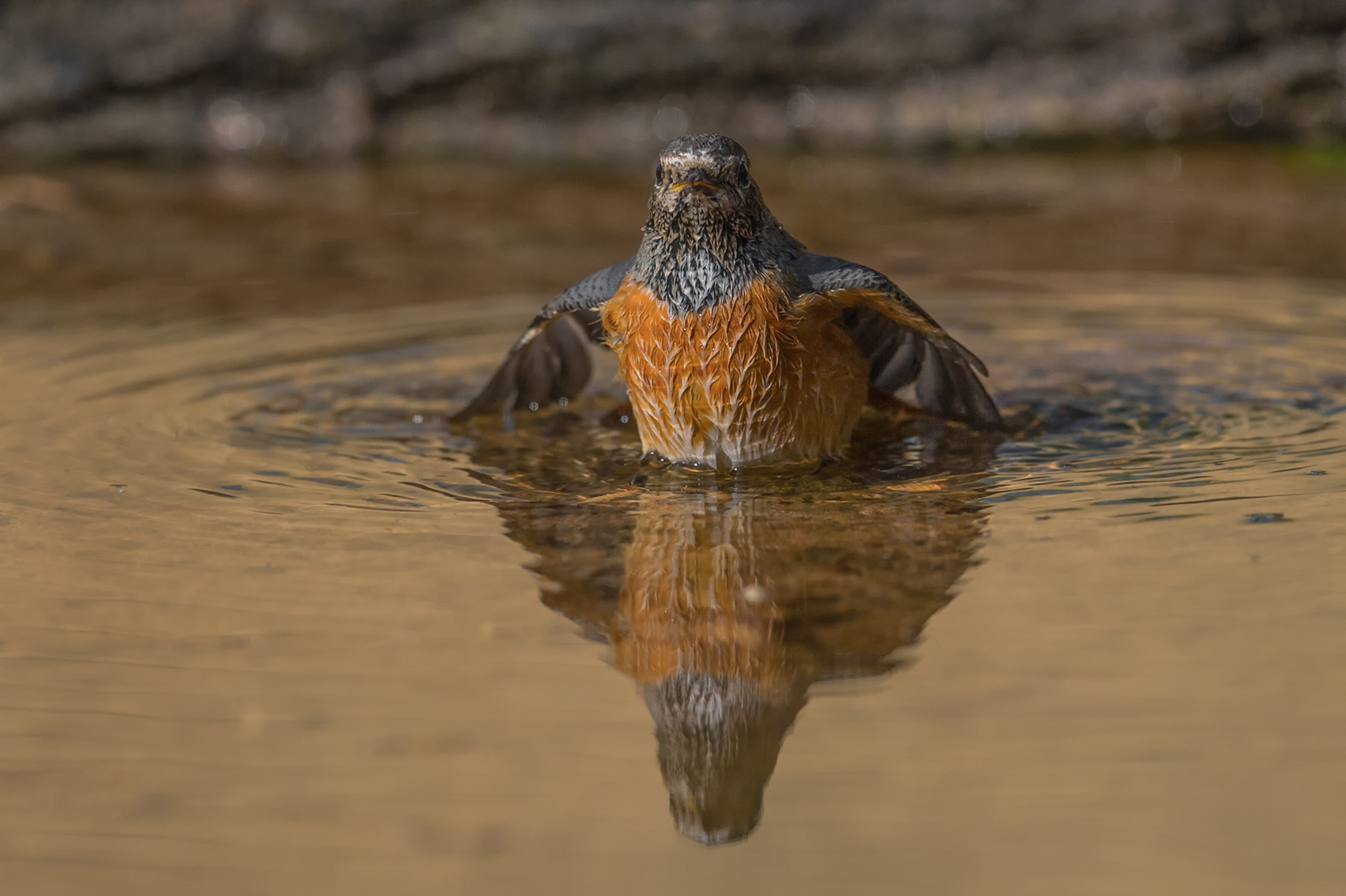 Redstart ... Baby Bath evening