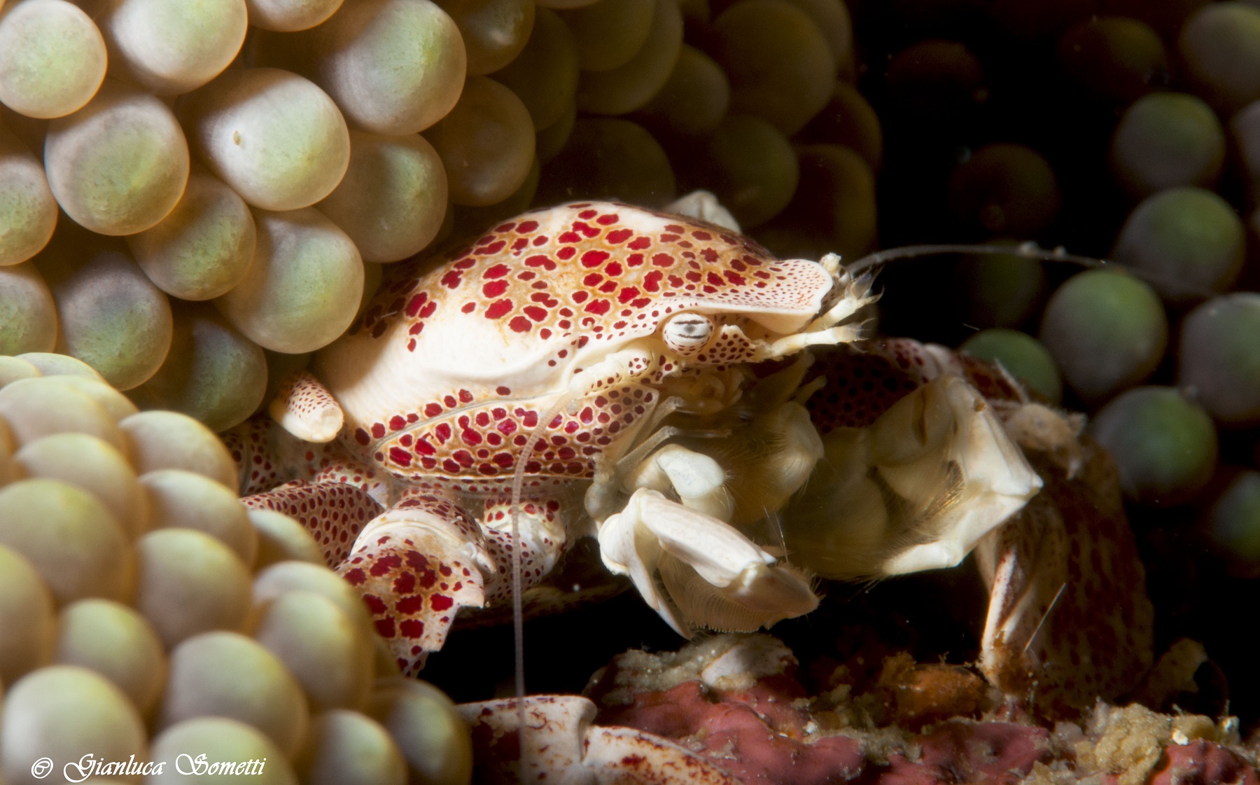 porcellain crab - Puerto jail