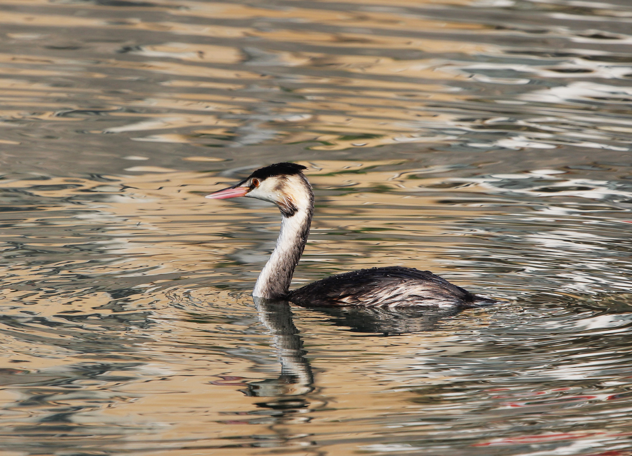 great crested grebe