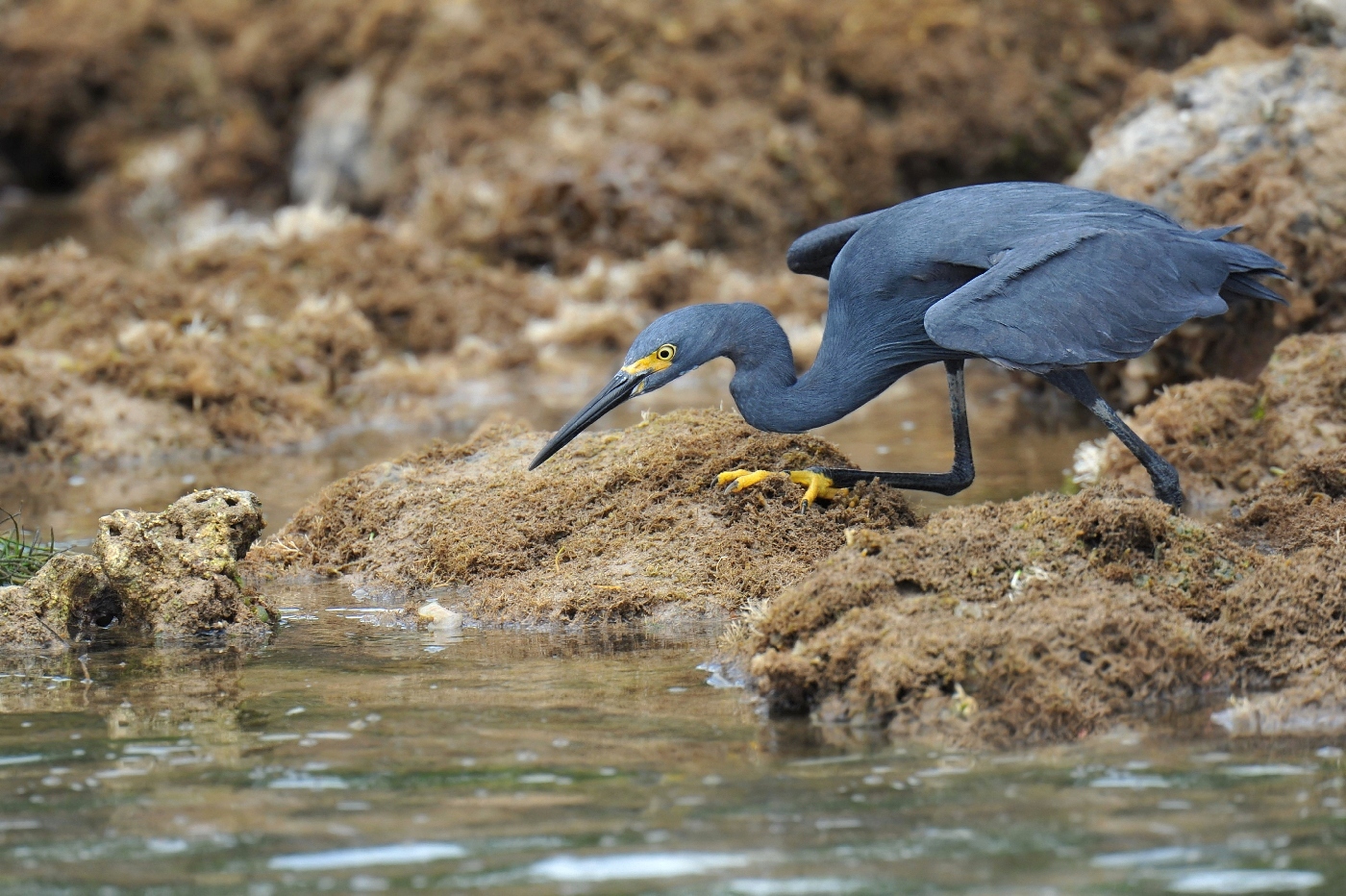 Blue Heron hunting