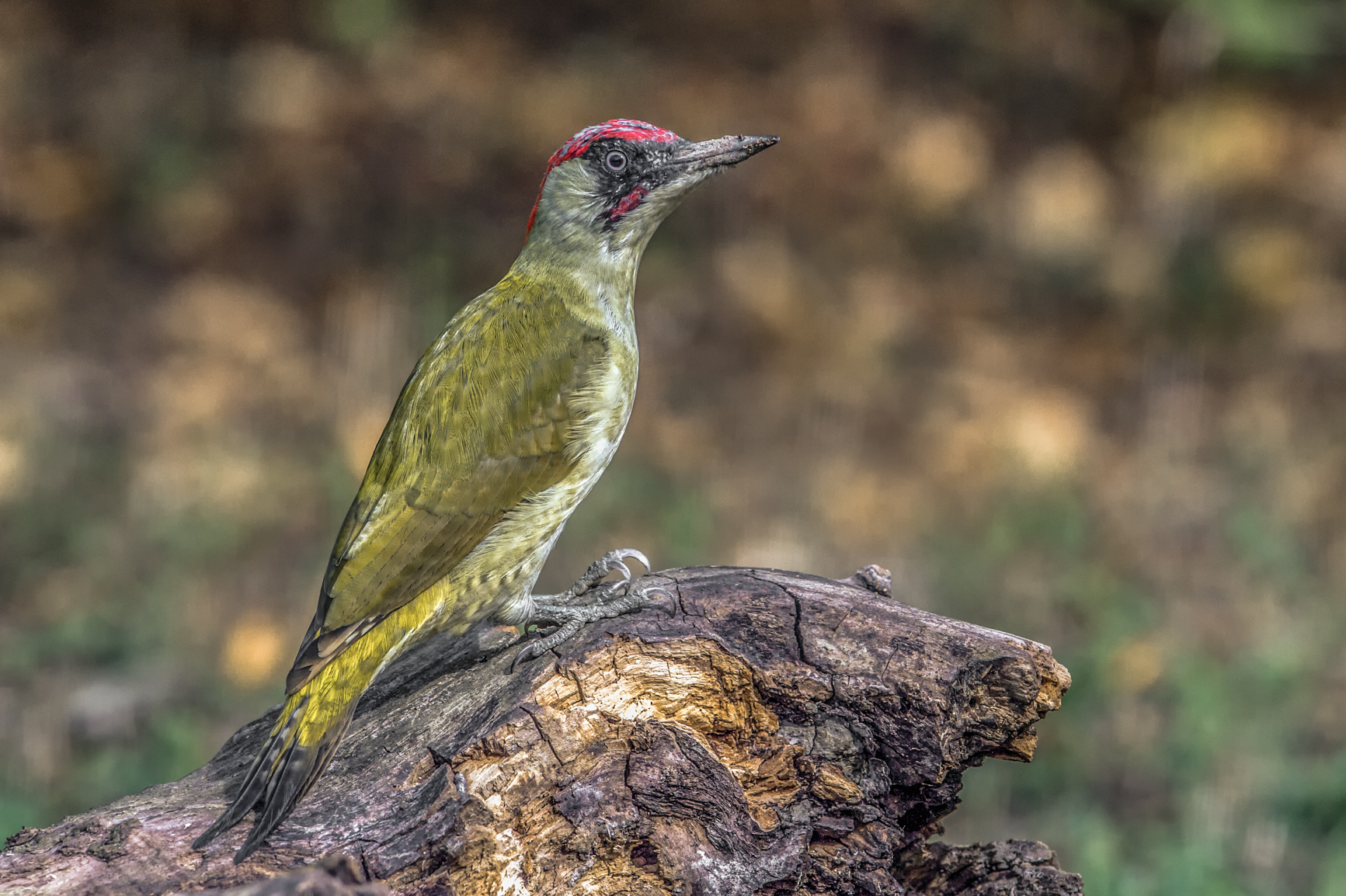 green woodpecker