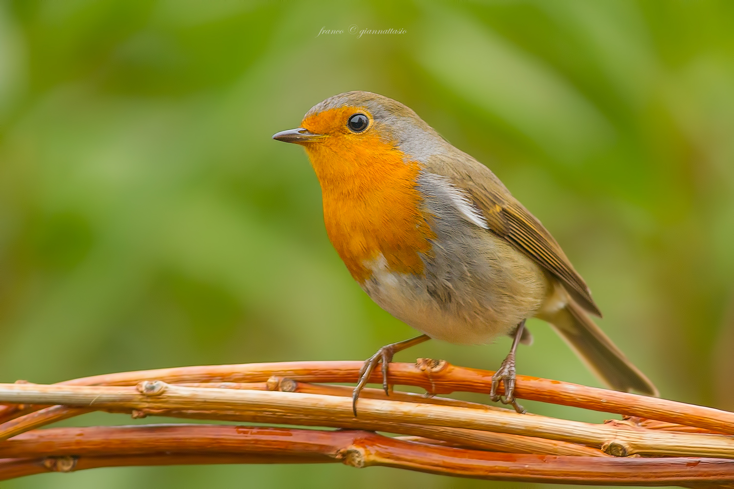 Robin.