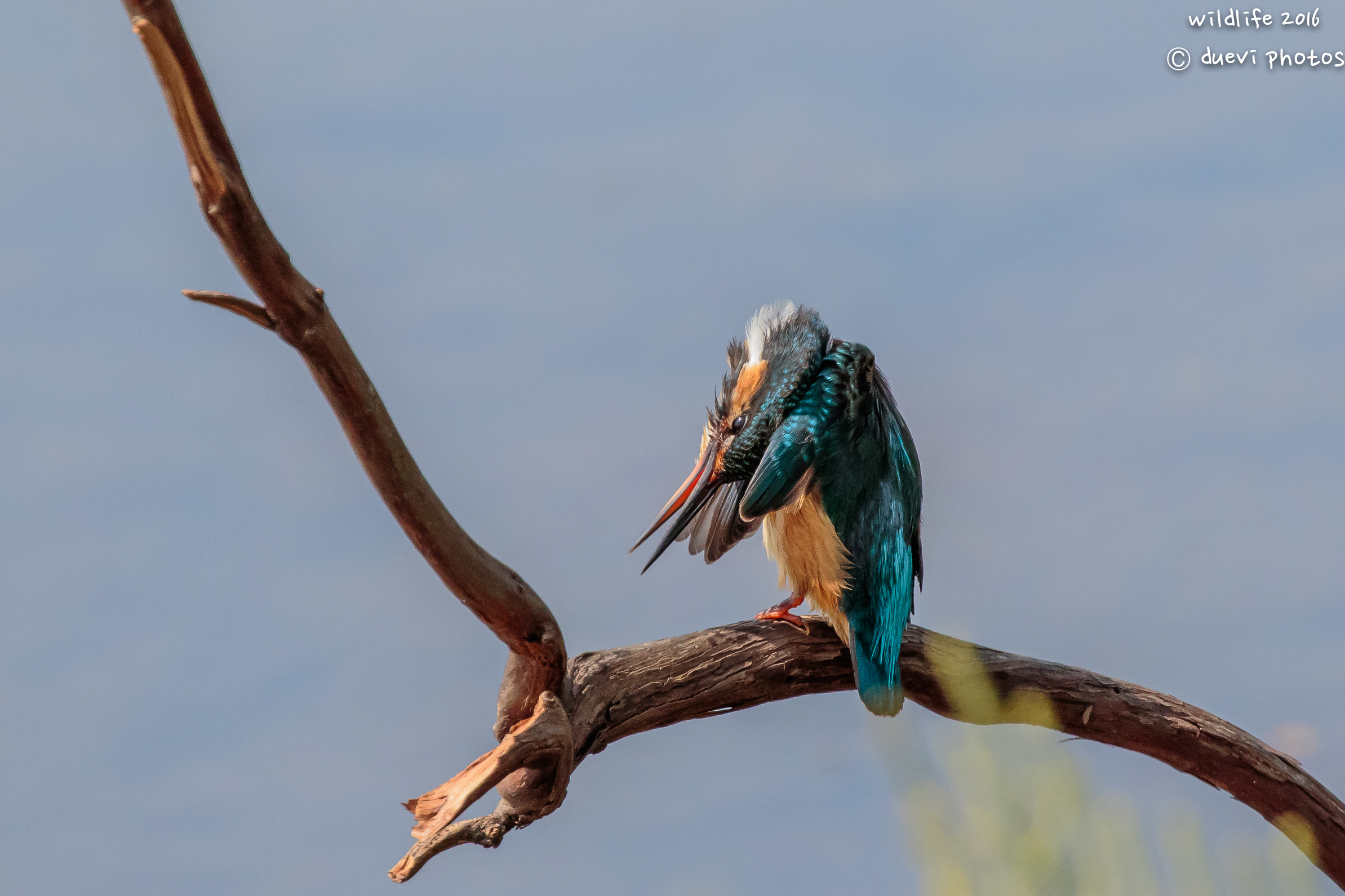 The grooming of martina