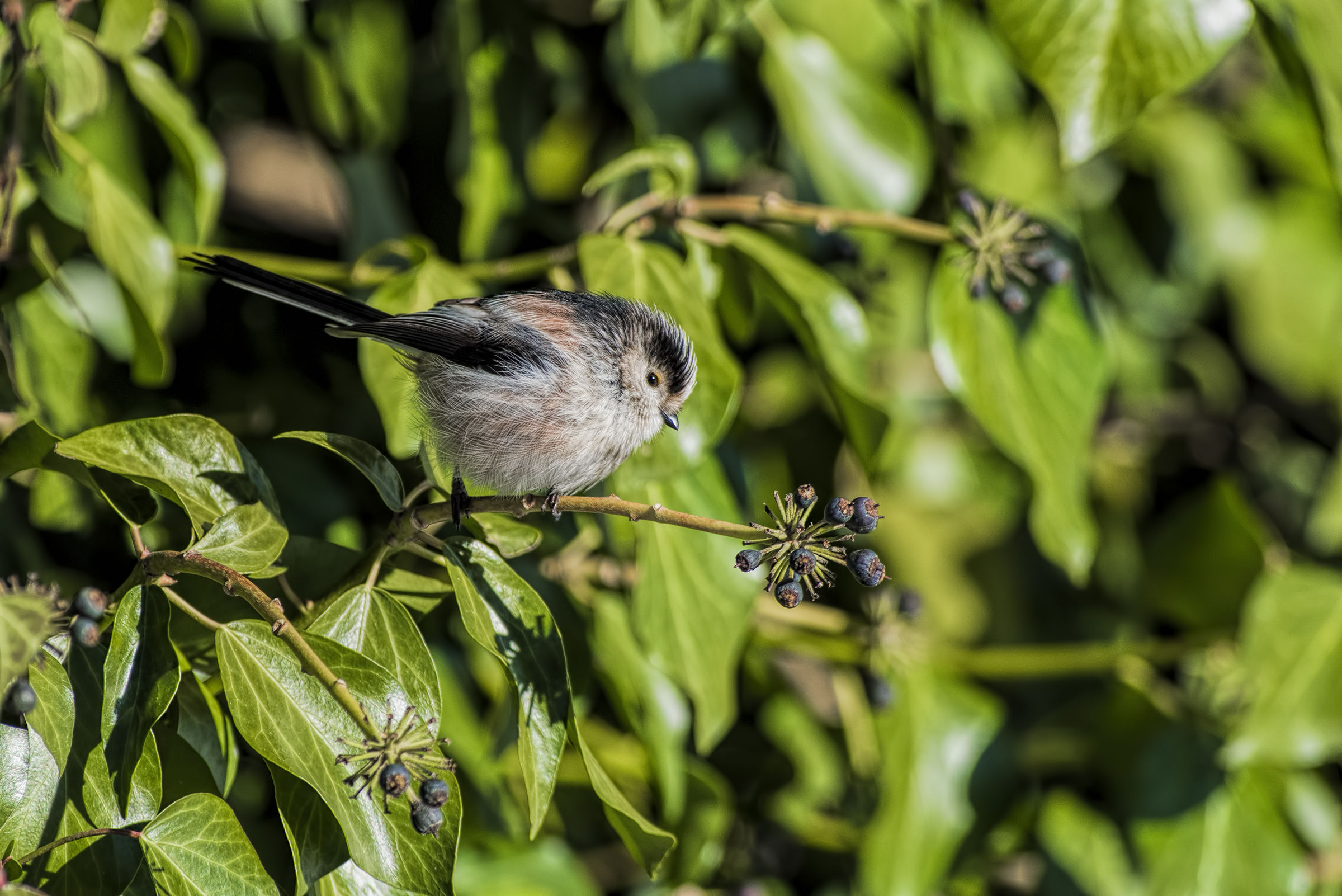 Per qualche bacca in più...