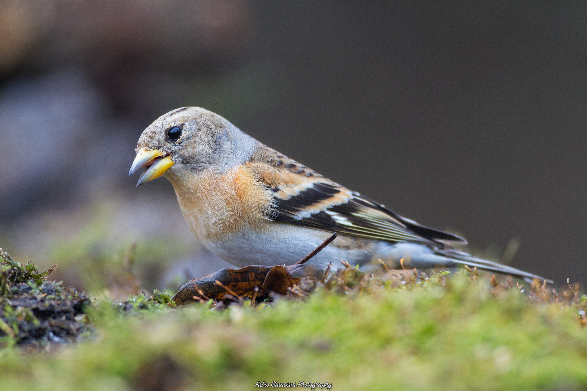 Brambling (2)
