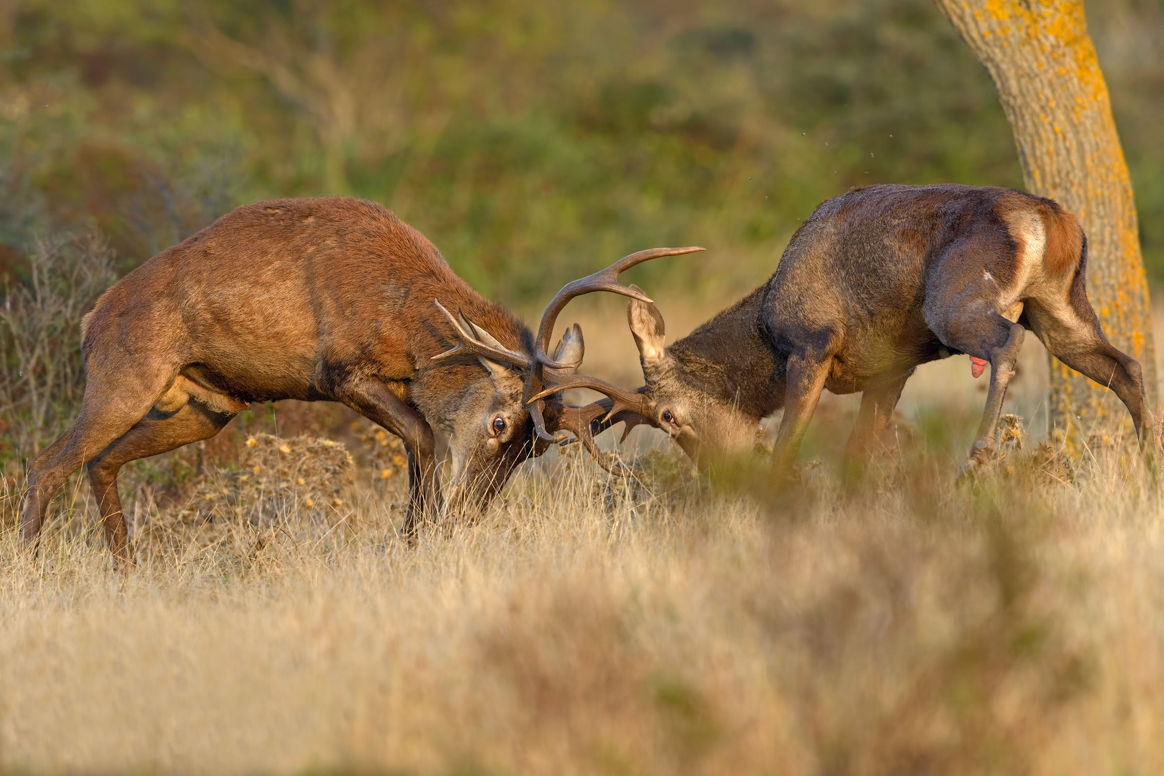 fight between Sardinian deer