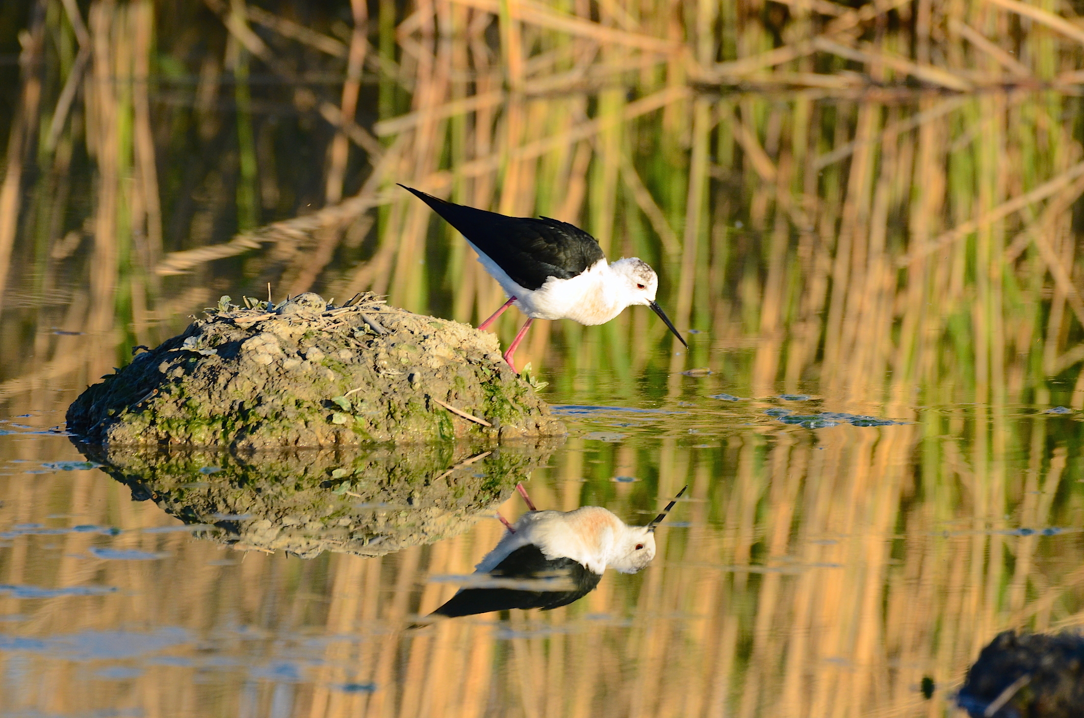 Mirror on the wall ...