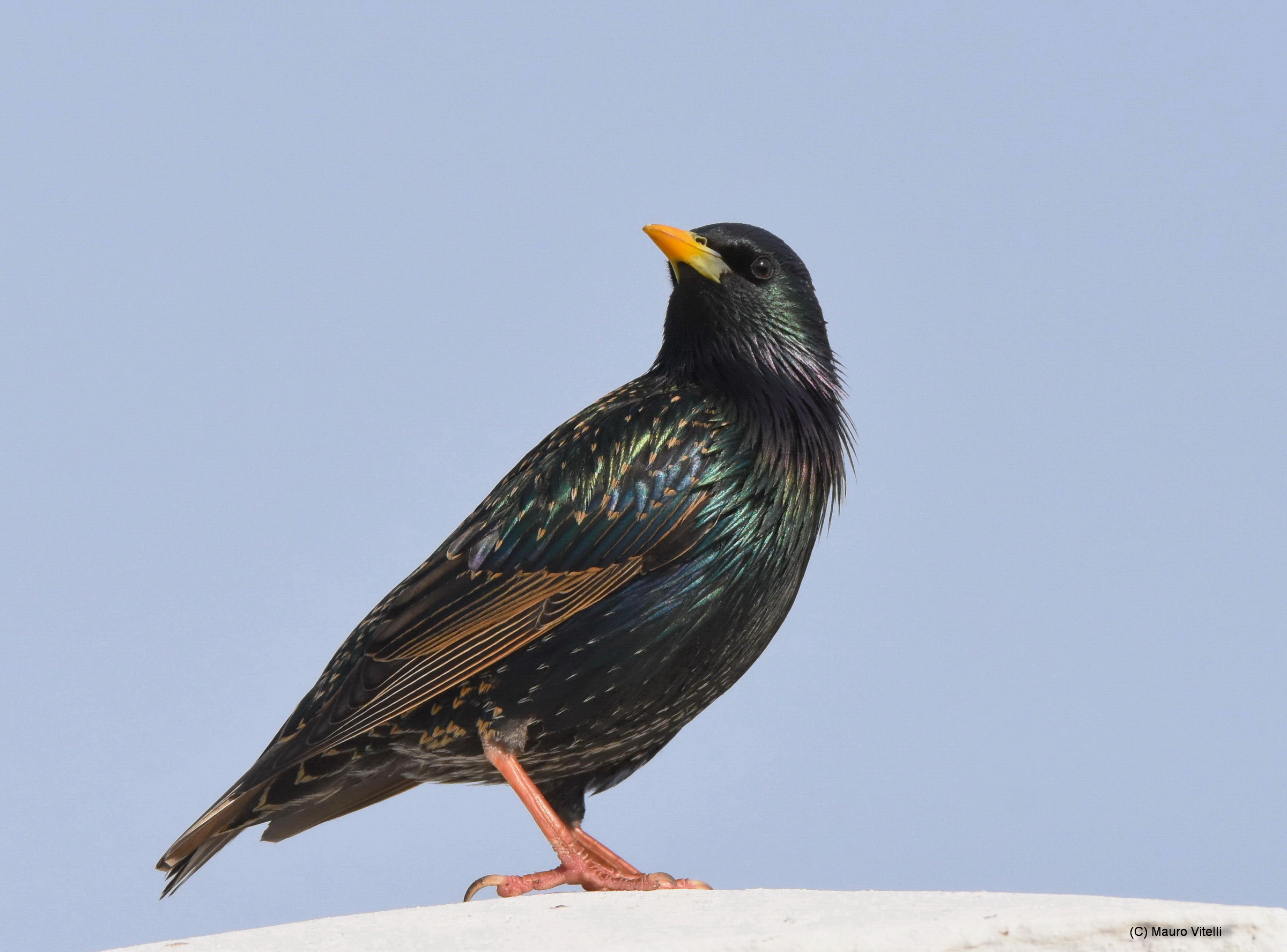 Starling photographed in South Africa