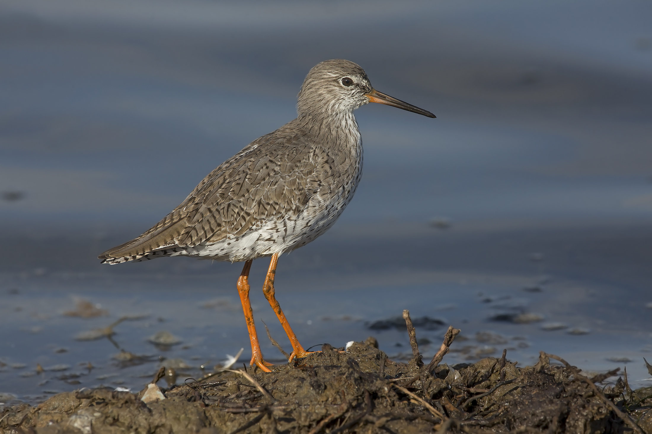 pettegola(tringa totanus)